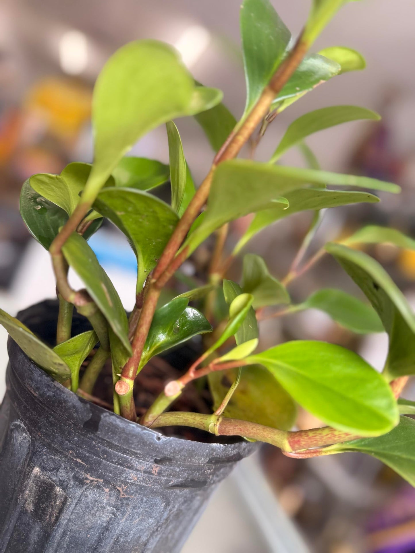 Plant of Money. Peperomia obtusifolia, Live Indoor Plant, 4 inch Pot.