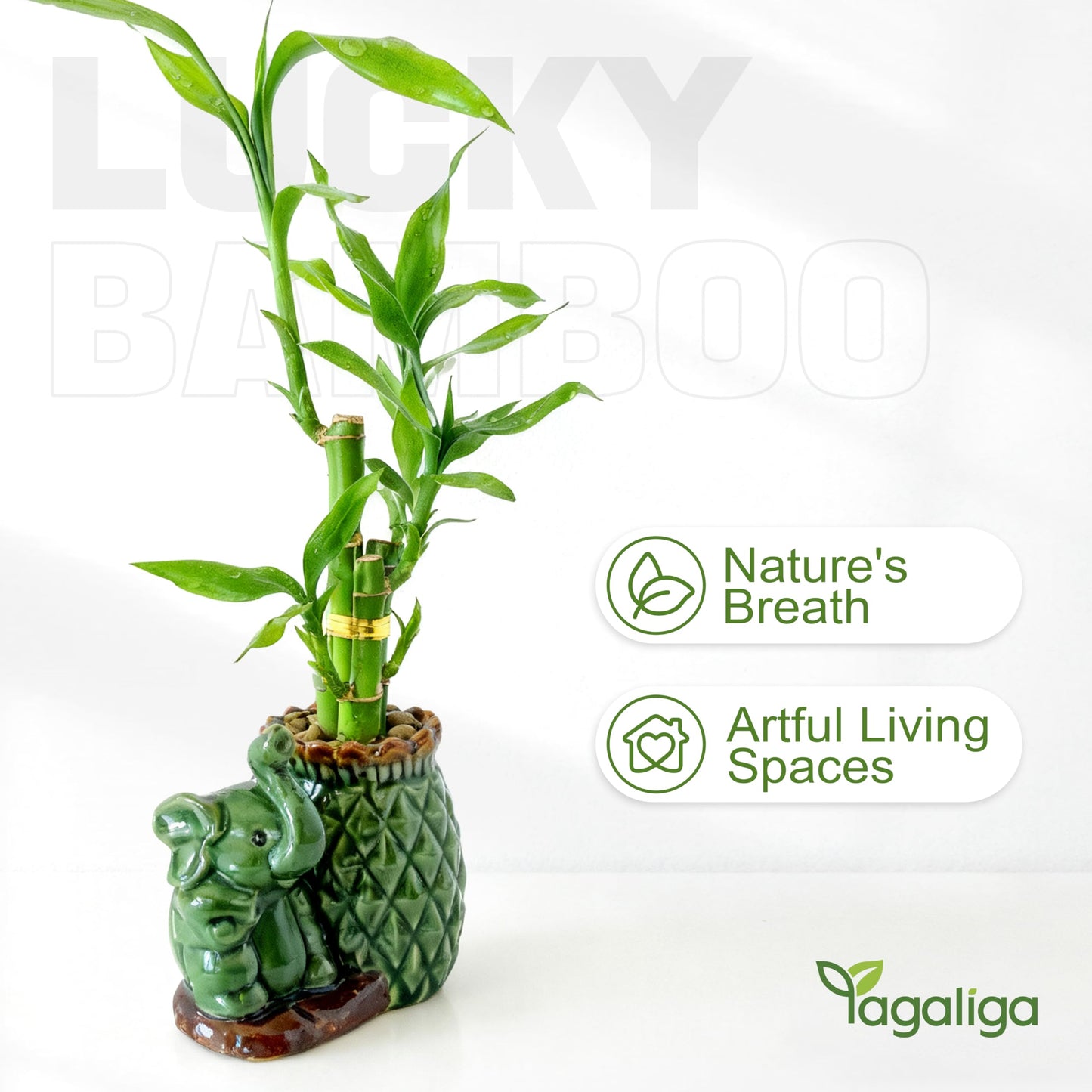 Yagaliga Lucky Bamboo 3-Stalk Set with Pebbles in Elephant Pineapple Pot – 6'' 6'' 8'' Live Houseplant for Good Fortune