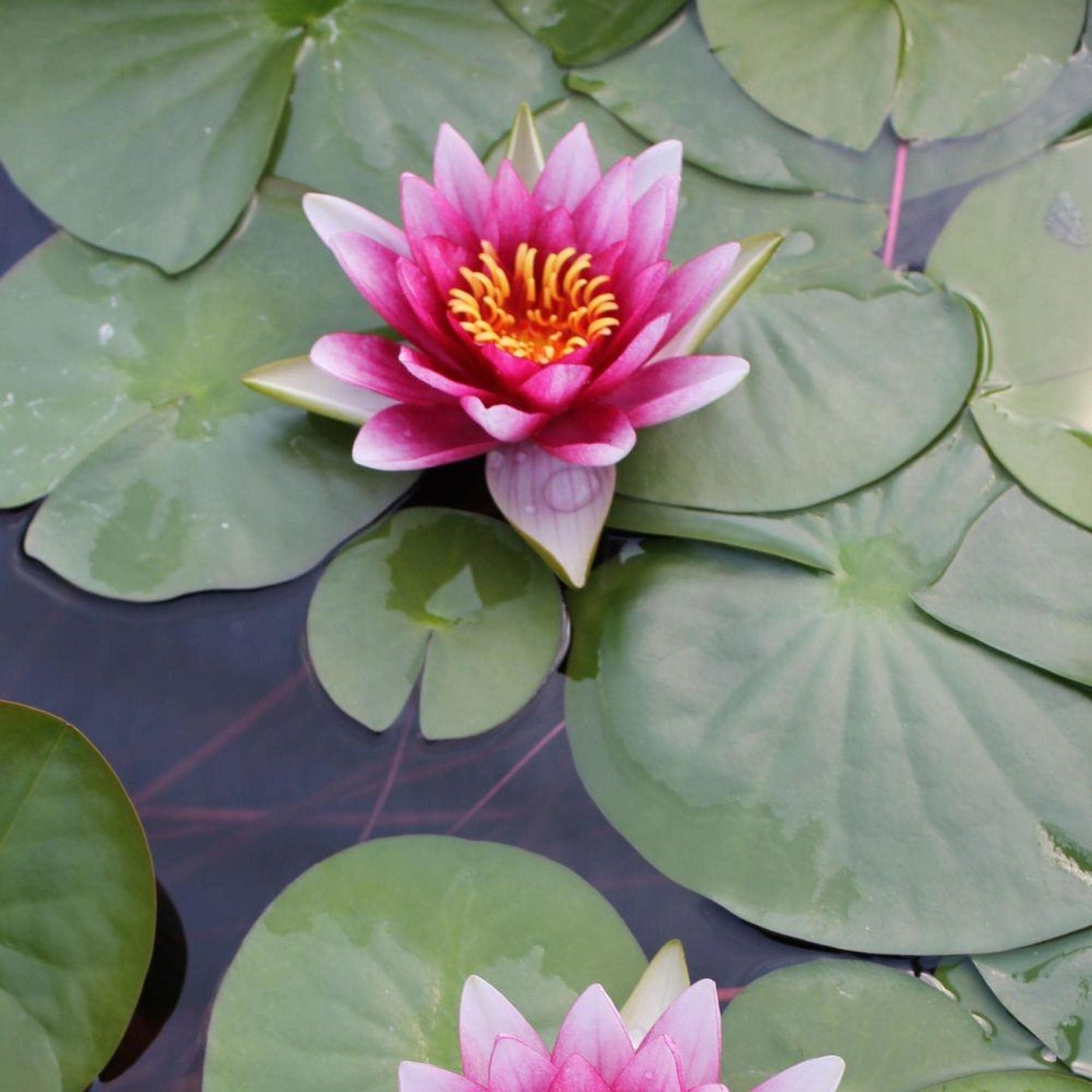 Chalily Water Lily Aquatic Plants Live Lilies Real Small or Big Pond Plant Lilly Ponds Cold Hardy Pads Grow waterlillies Flowering rhizomes Outdoor lilys Waterlily Lillies pre Grown lillys pad RED