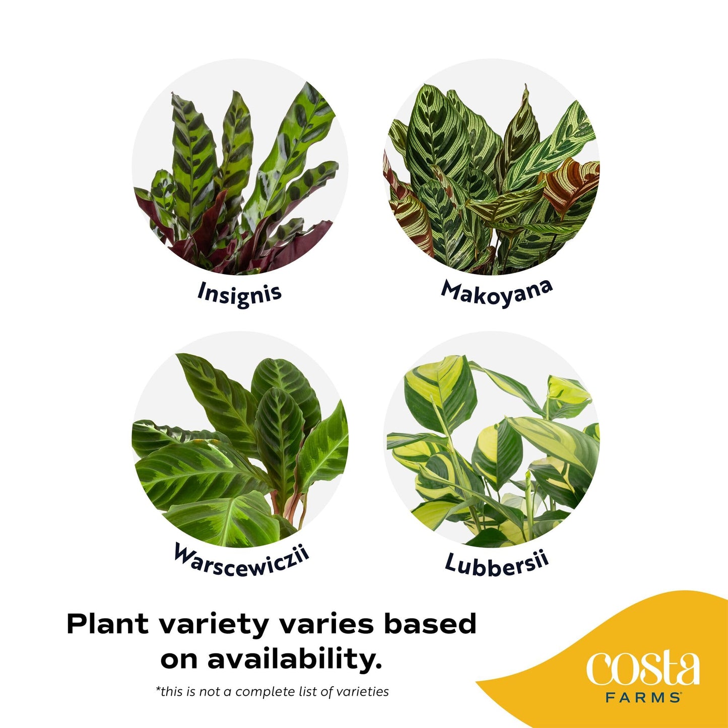 Costa Farms Calathea Live Plant in Decorative Pot, Large Indoor Houseplant, Perfect for Home, Room, or Office Decor, Great House Warming or Birthday Gift, 2-3 Feet Tall