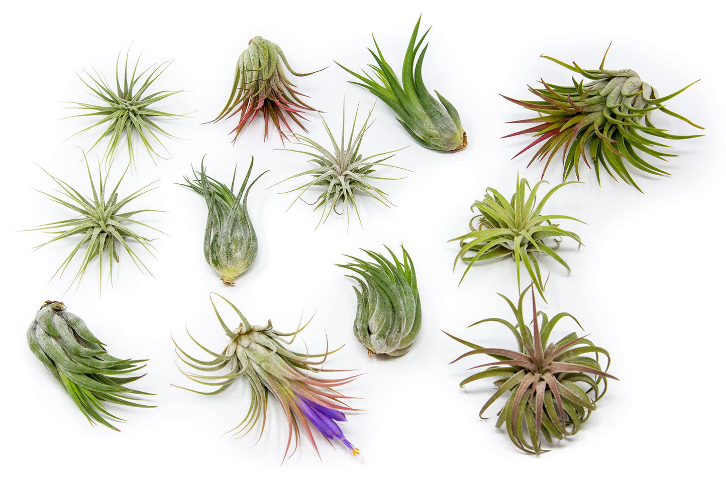 24 Pack Air Plants Assorted Tillandsia Ionantha - Live Succulent House Plants - Available in Wholesale and Bulk - Home and Garden Decor - Easy Care Indoor and Outdoor Plants