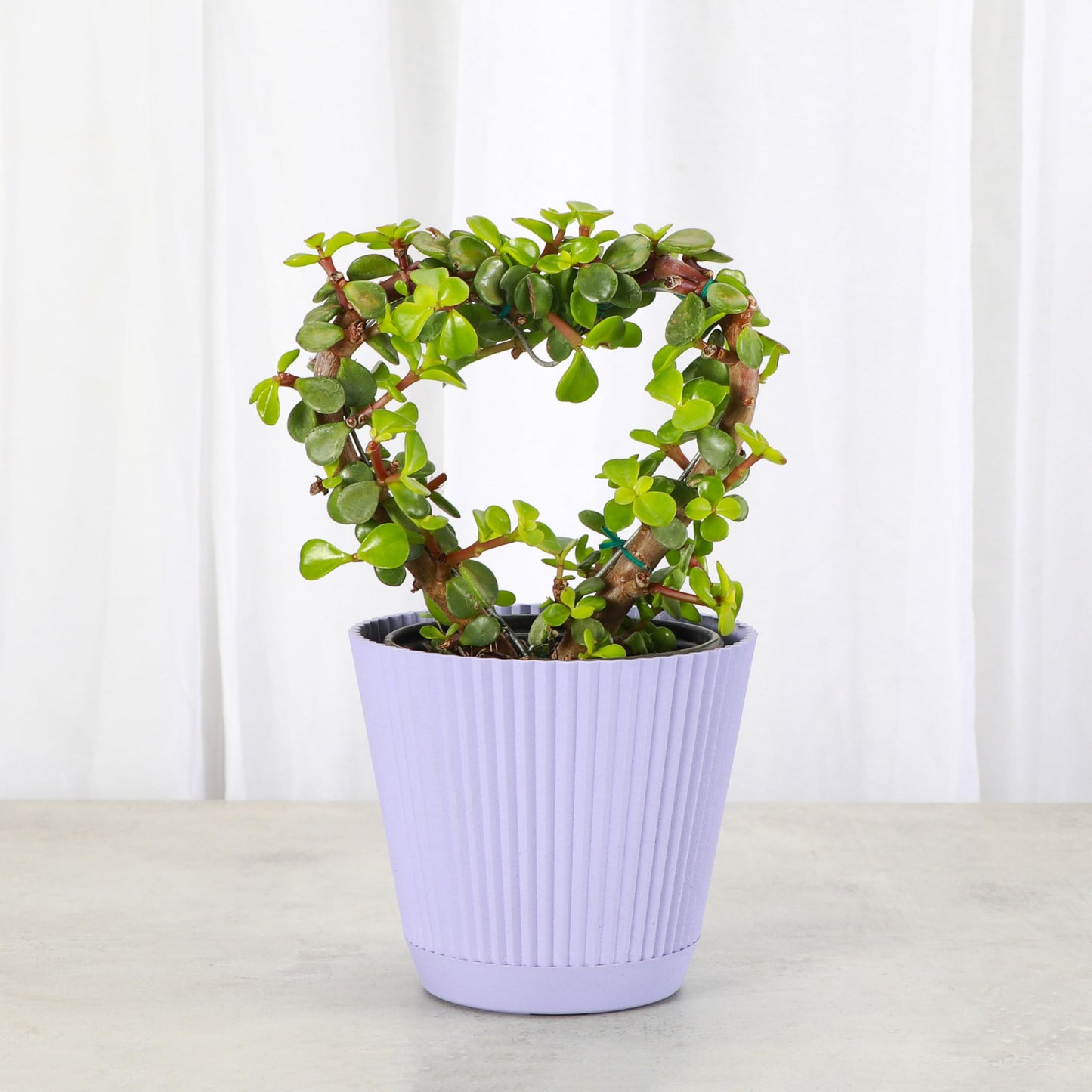 Thorsen's Greenhouse, Heart-Shaped Jade Bonsai Plant, Live Indoor Plant, Gift, Succulent Plant, 4-inch Diameter Pot (Lavender)