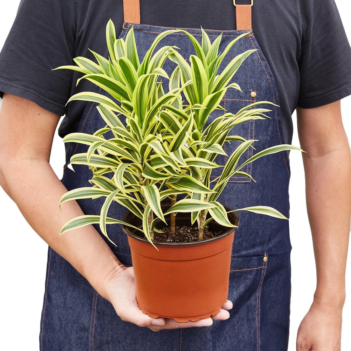 10 Pack Dracaena 'Song of India' in 6in Pot - Live Plants Tropical Houseplants | Variegated | USA Growers | The Snobby Leaf