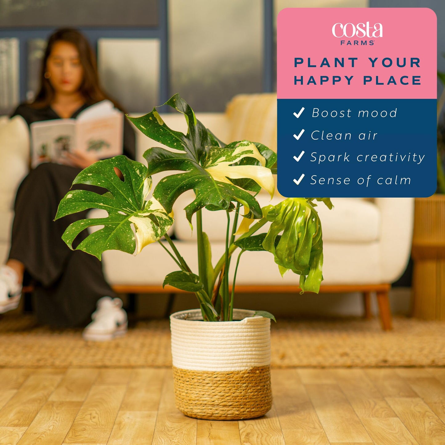Costa Farms Live Plant, Thai Constellation Monstera House Plant, Decorative Plant Pot, Trending Tropicals Collection for Home and Room Decor, 2-3-Feet Tall