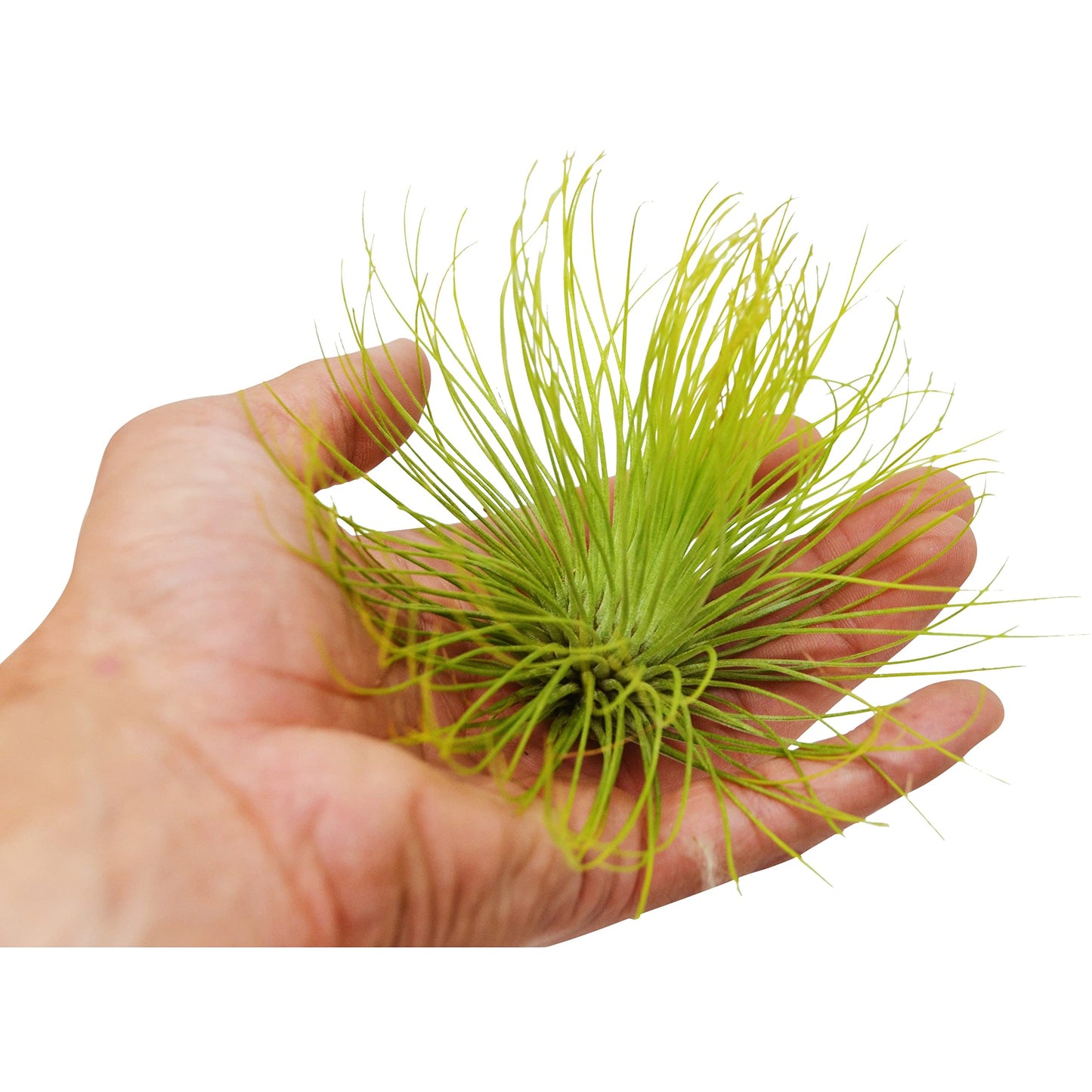 HOUSE PLANT SHOP | Tillandsia Air Plant 'Adreana'| Live Indoor Plant | Easy to Care | Natural Décor Plant | Great Gifts| Free Care Guide