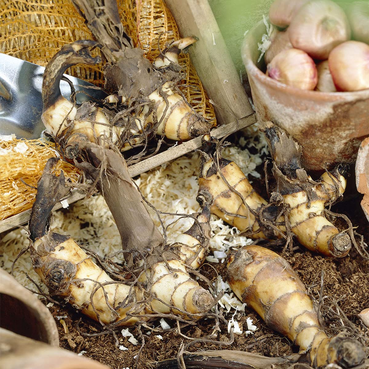 Van Zyverden Giant Cannas Striata Set of 9 Bulbs