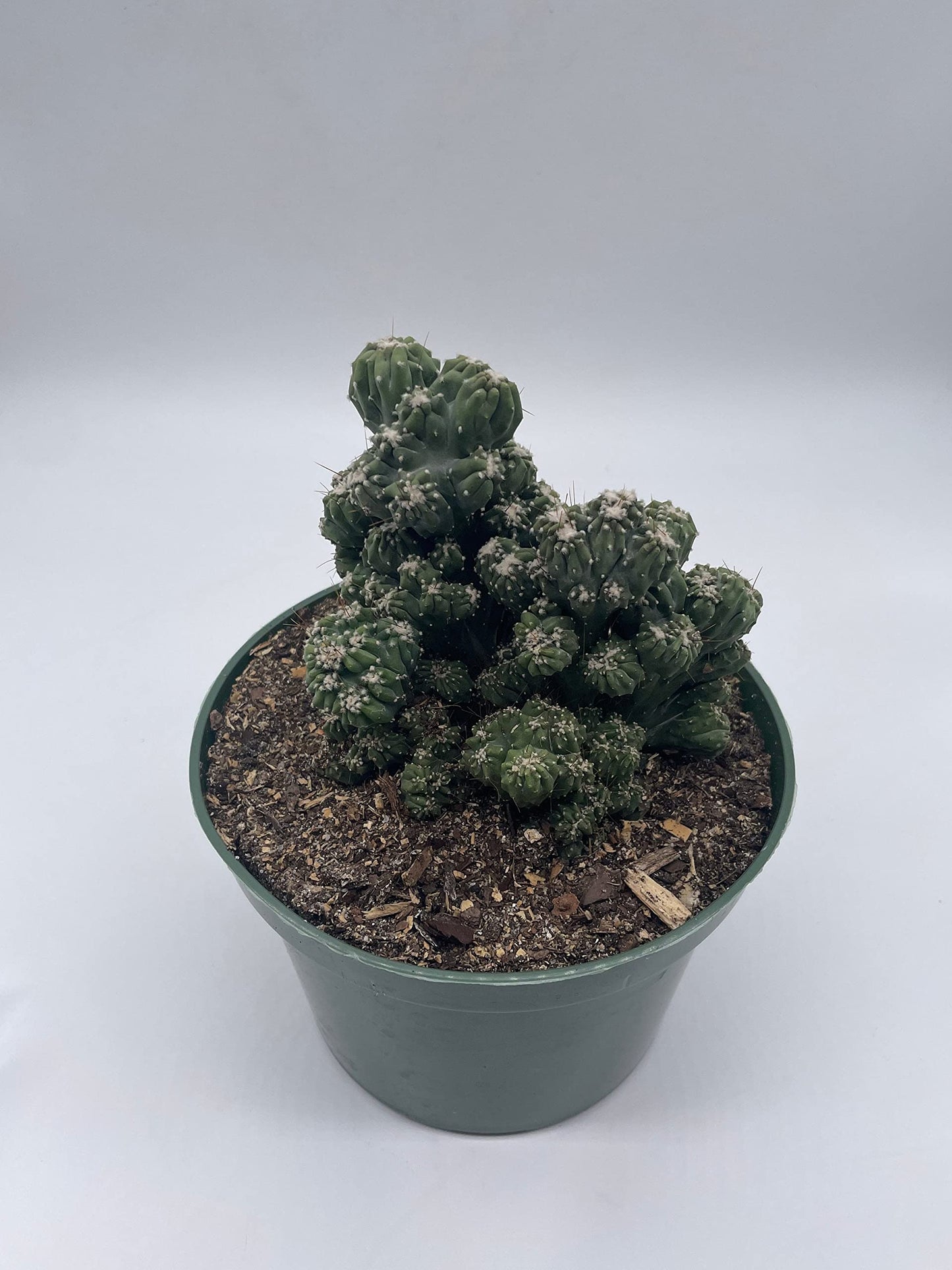 BubbleBlooms Crested Cereus Cactus in a 6 inch Pot Peruvian Apple Cactus, Repandus, uruguayanus, Hedge Cacti
