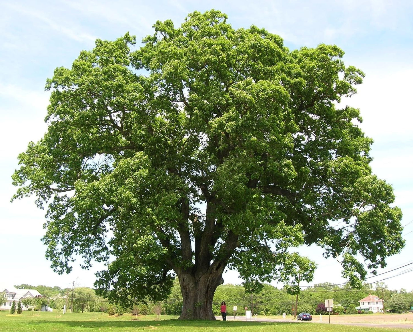 White Oak Trees for Planting | Live Tree Seedlings | No Ship to California (2 Trees)