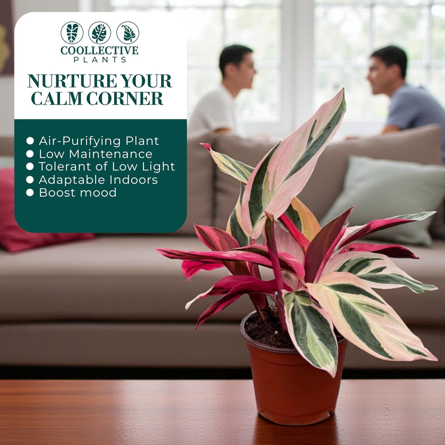 CoollectivePlants Stromanthe Triostar Live Plant in 4″ Growers Pot – Rare Tricolor Houseplant, Easy Care Indoor Plant, Low Maintenance Tropical Foliage for Home or Office