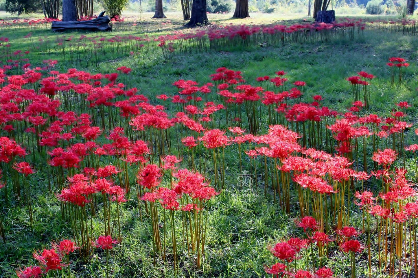 Heirloom Red Spider Lily (Lycoris Radiata) Bulbs, Fall Blooming Perennial, Perfect for Southern Climates, Pack of 10 Bulbs by The Southern Bulb Company