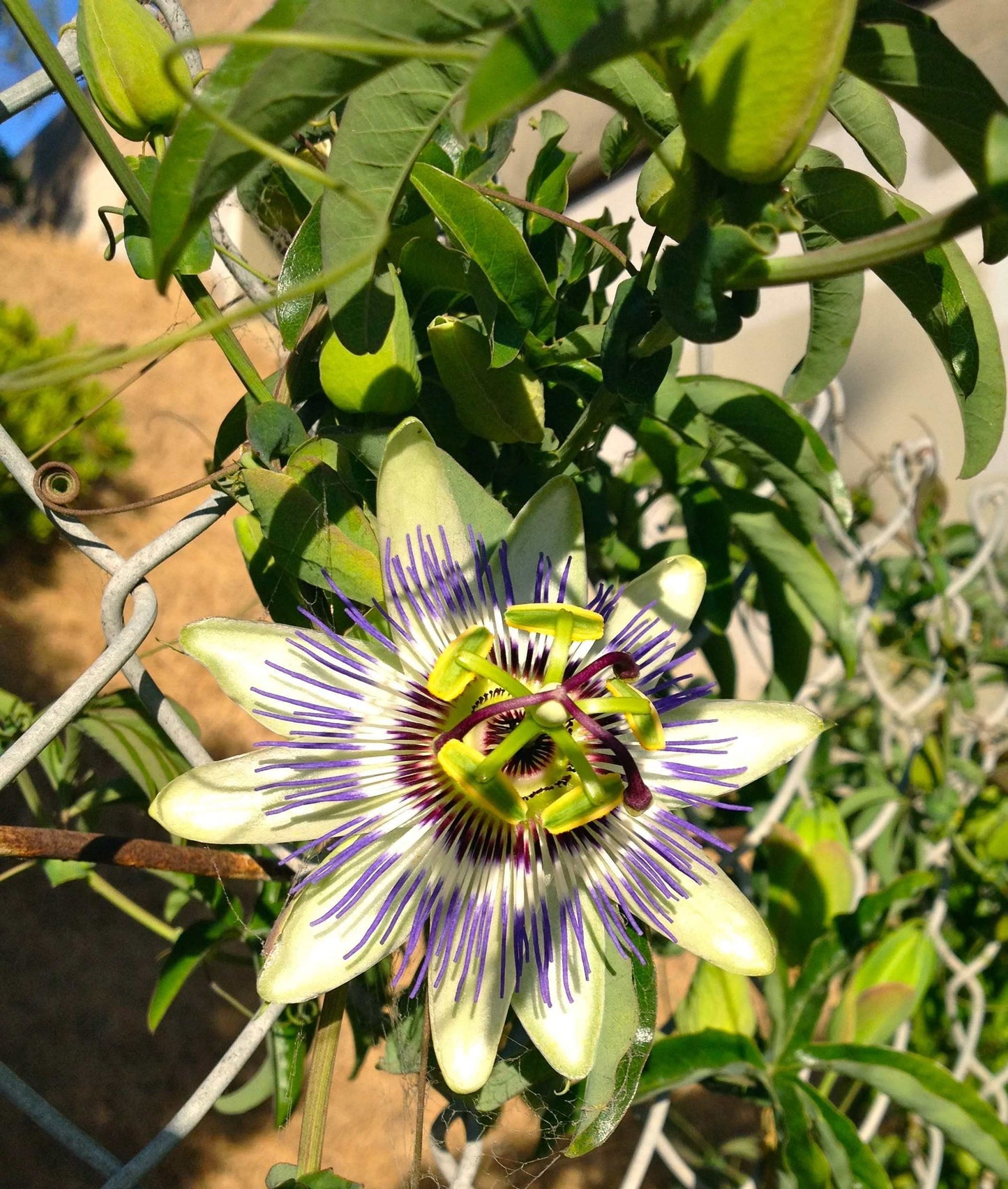 Passion Fruit Plant - 5 Live Plants in 4 Inch Growers Pots - Edible Fruit Bearing Vine for The Patio and Garden