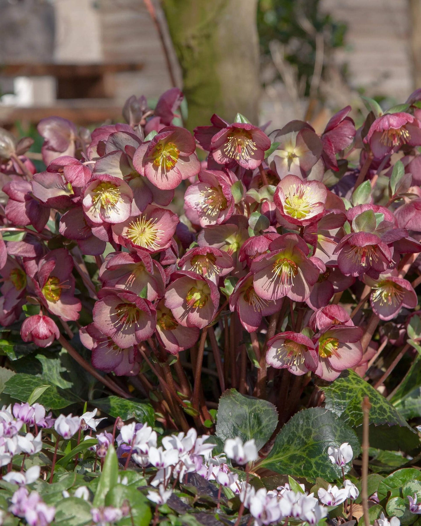Perennial Farm Marketplace Helleborus x Frostkiss® Elemental® (Lenten Rose) Live Perennial, Size-#1 Container, Pink Late Winter to Spring Flowers with Marbled Evergreen Foliage, Deer Resistant
