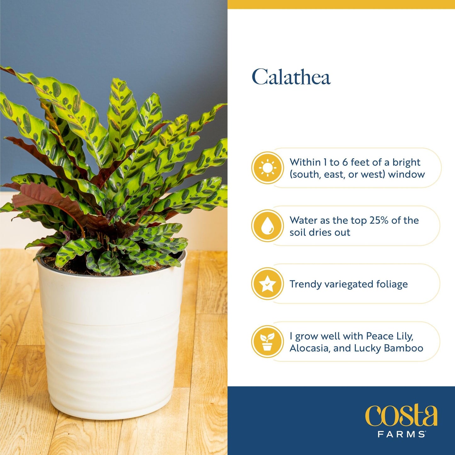 Costa Farms Calathea Live Plant in Decorative Pot, Large Indoor Houseplant, Perfect for Home, Room, or Office Decor, Great House Warming or Birthday Gift, 2-3 Feet Tall