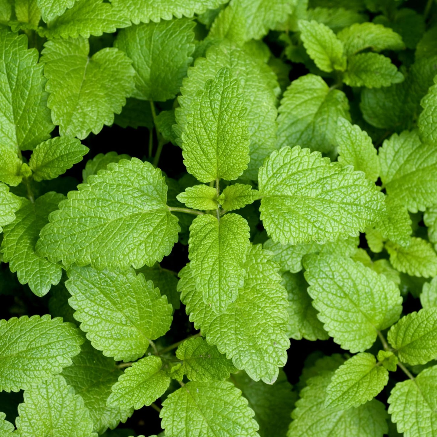 Pack 3 Lemon Balm Live Plants, 3-6" Tall Fragrant Herb Lemon Balm Plants for Garden Growing, No Pot, Well Rooted Starter Plants