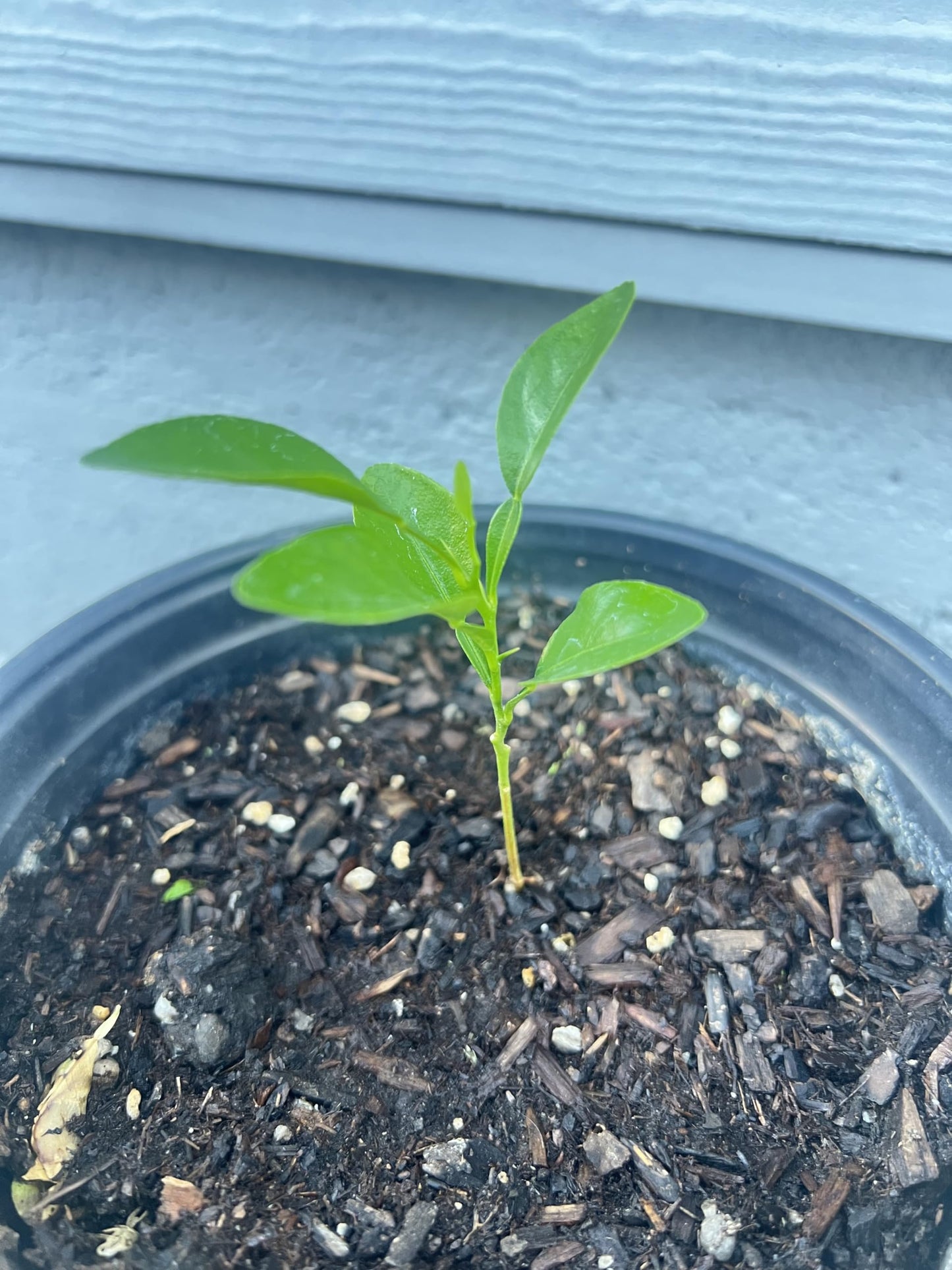 Live Kaffir Lime Tree Plant, Citrus Hystrix, Plant Starter Kit - Cannot Ship to FL, AZ, TZ, CA, LA, HI