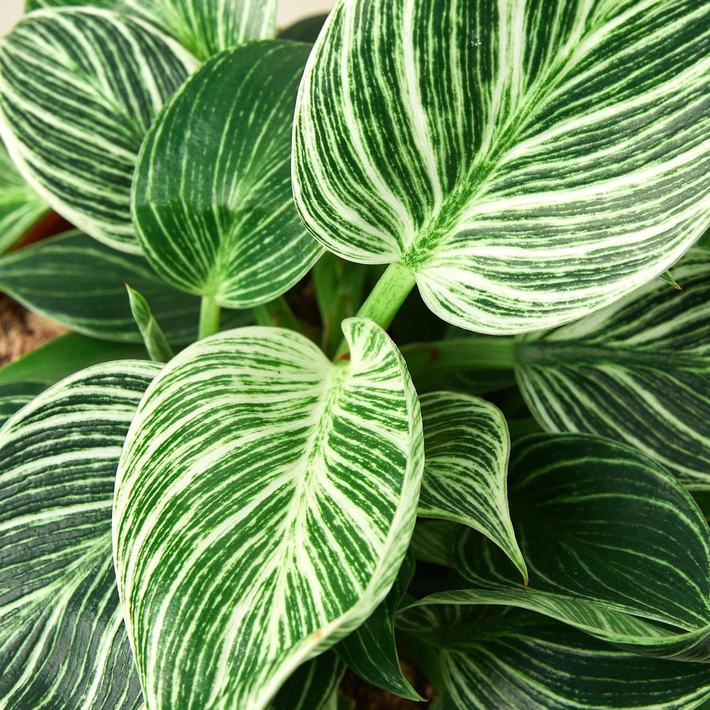 Philodendron 'Birkin' | Live Plant for Indoor & Outdoor | for Living Room, Office, Bathroom | (4" Pot)