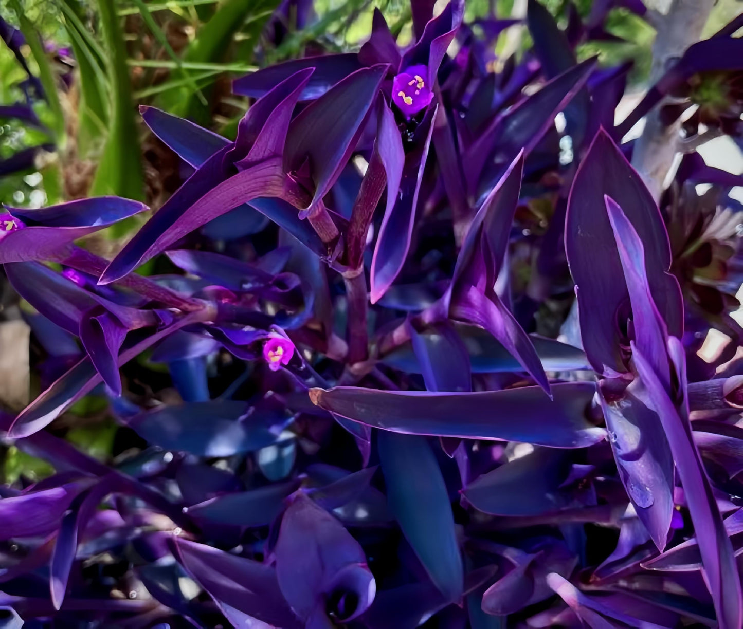 15 Jew cuttings Purple Heart Wandering Tradescantia Pallida Purpurea Around 4"-8" Long