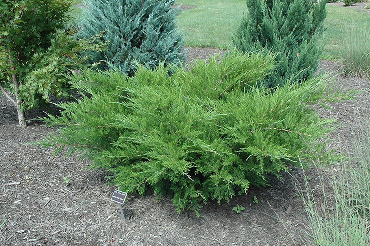 Seagreen Juniper | 1 Extra Large Trade 3 Gallon Plant | Elegant & Hardy Evergreen Shrub, Perfect for Ground Cover, Landscaping, Topiary & Bonsai, Vibrant Foliage for Garden & Outdoor Spaces