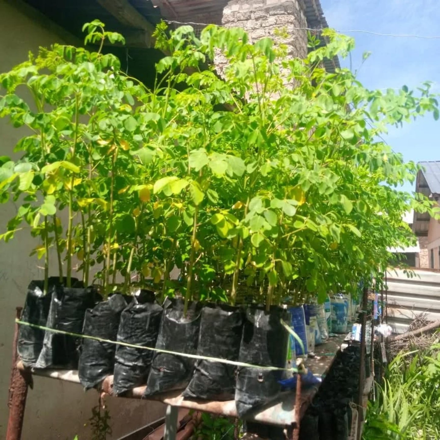 2 Moringa Trees Plants Live for Planting, Moringa Oleifera, Malunggay Well Rooted, 6 to 10 Inches Tall, No CA