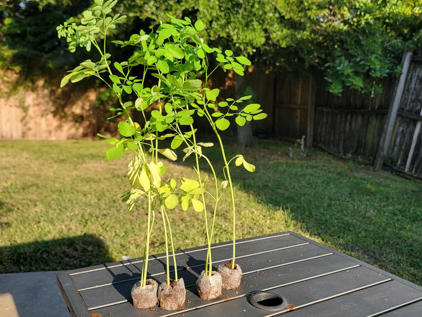 3 Moringa Plants with Free Moringa Seeds - Live Moringa Tree - Moringa Oleifera Plant - Moringa Tree - Drumstick Tree - Miracle Tree - Established Roots - Non-GMO - Organic - Moringa Plants - Herbs