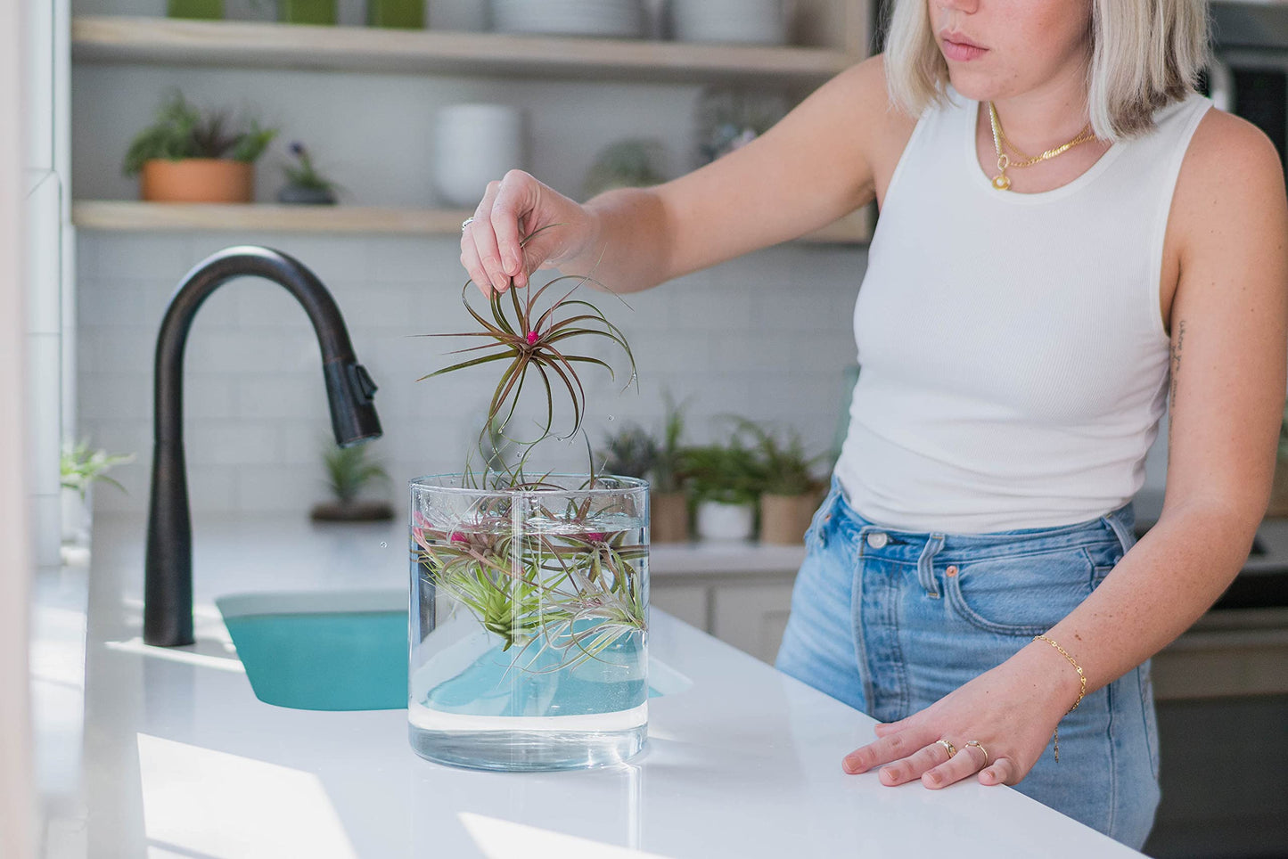 (Pack of 3) Tillandsia Stricta Aeranthos Hybrid Air Plants - Blooms Vary Due to Seasonality - Wholesale and Bulk - Succulents - Live Tillandsia - Easy Care House Plants by Air Plant Shop