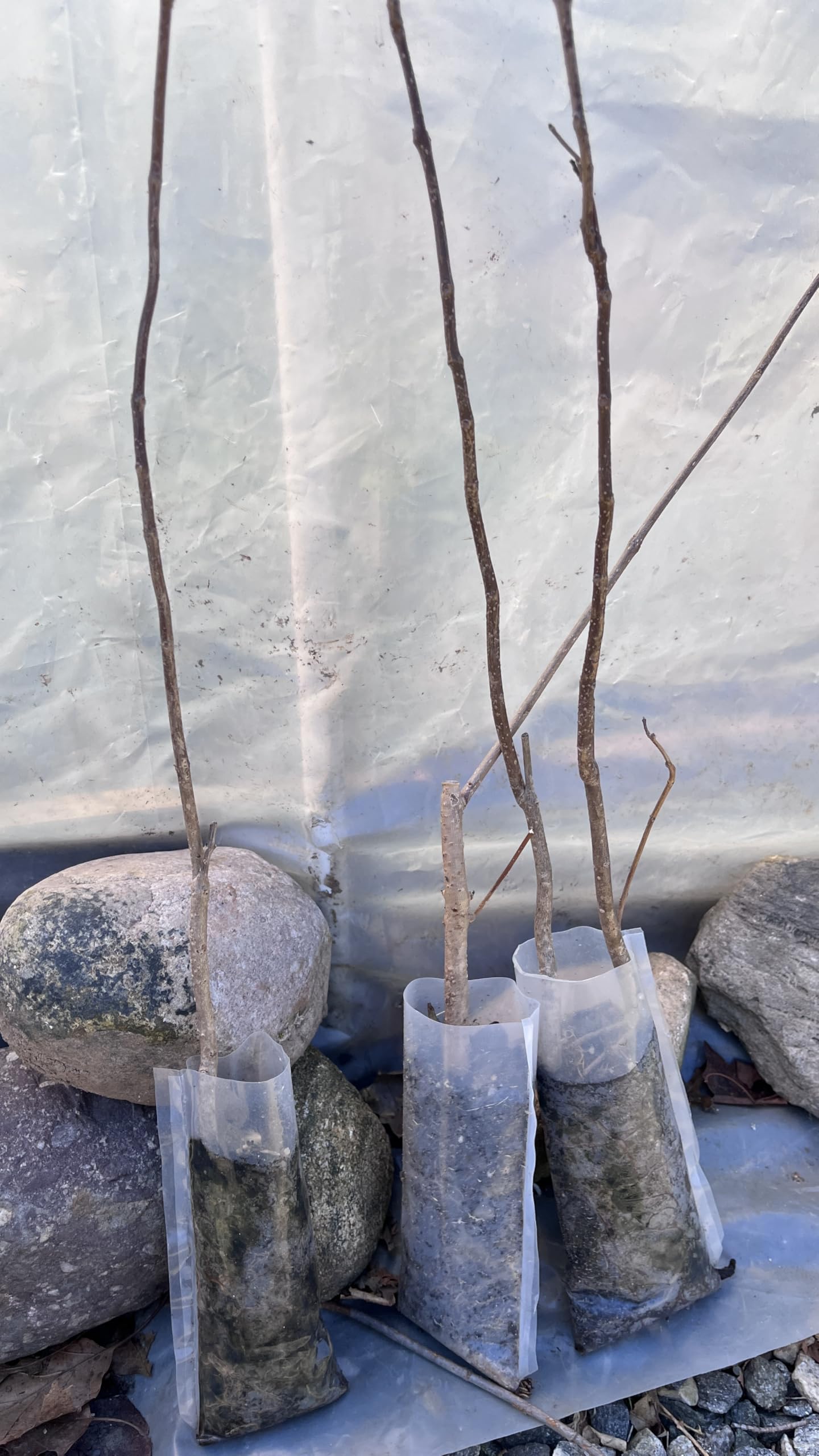 Catalpa speciosa, 2 Year Old 1-2 ft Tall,Northern Catalpa, Cigar Tree, Indian Bean, Sent with Roots Wrapped, no Leaves.
