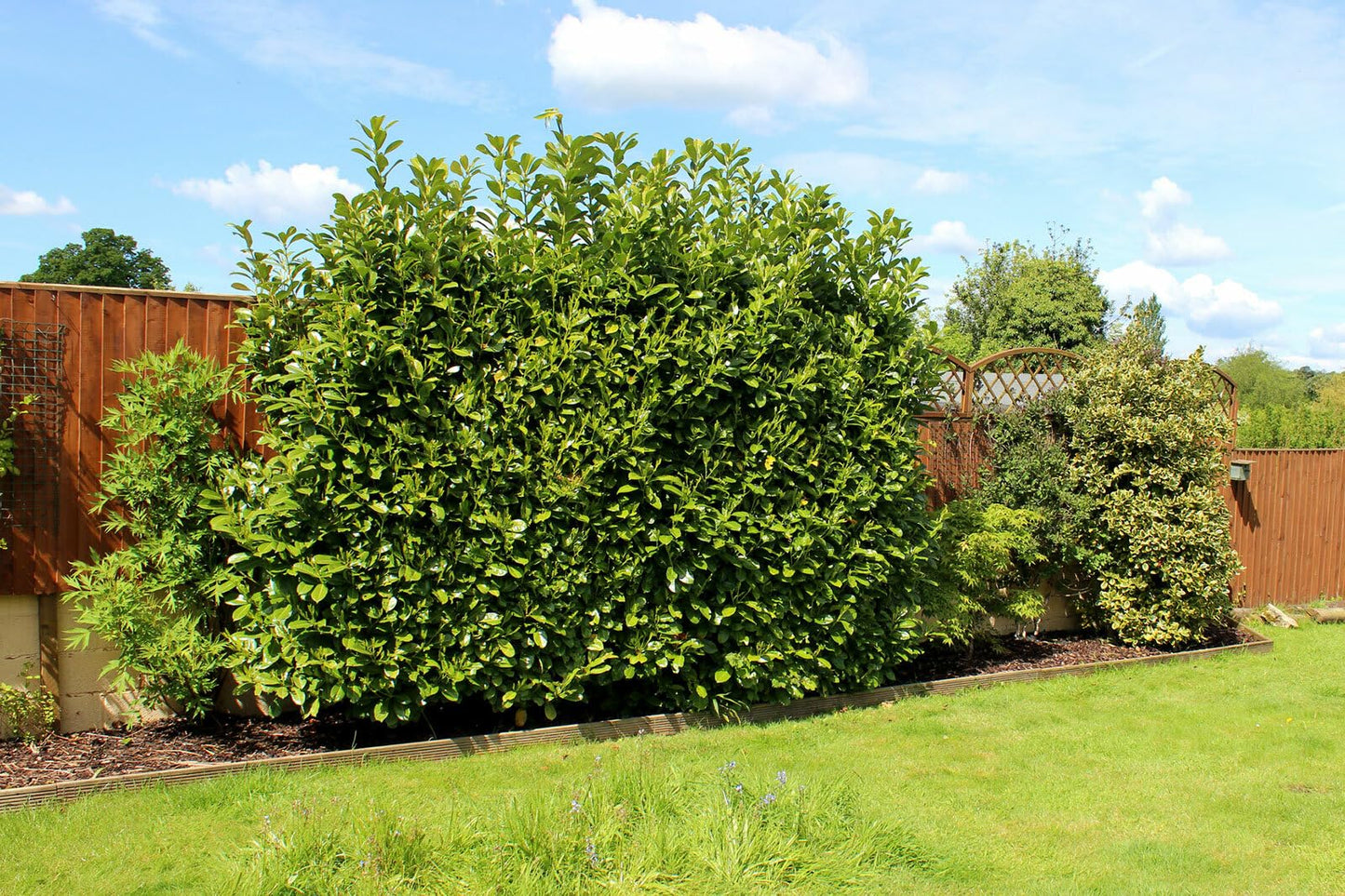 Live Plant - 3 Bay Leaf Trees - 3-6" Tall Live Plants - Sweet Bay Laurel - Laurus nobilis