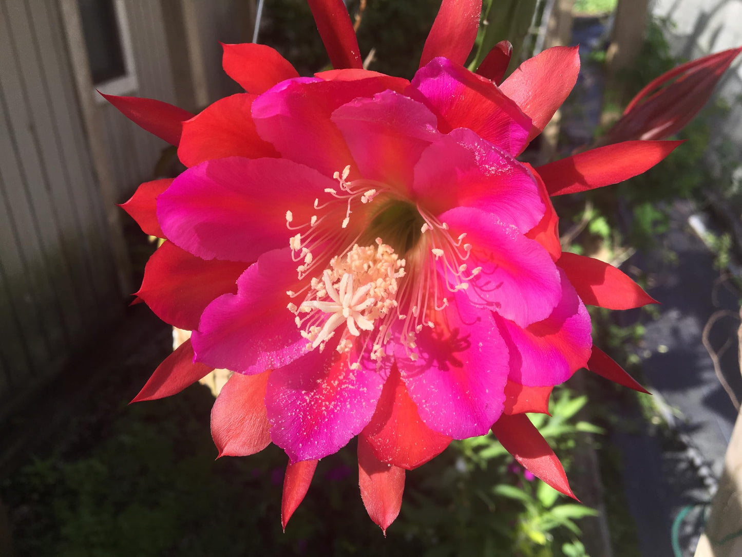 Epiphyllum 'Appeal' Fully-Rooted Starter Pot - Orchid Cactus Epiphytes - Indoor and Outdoor Plant - No Shipping to California or Arizona