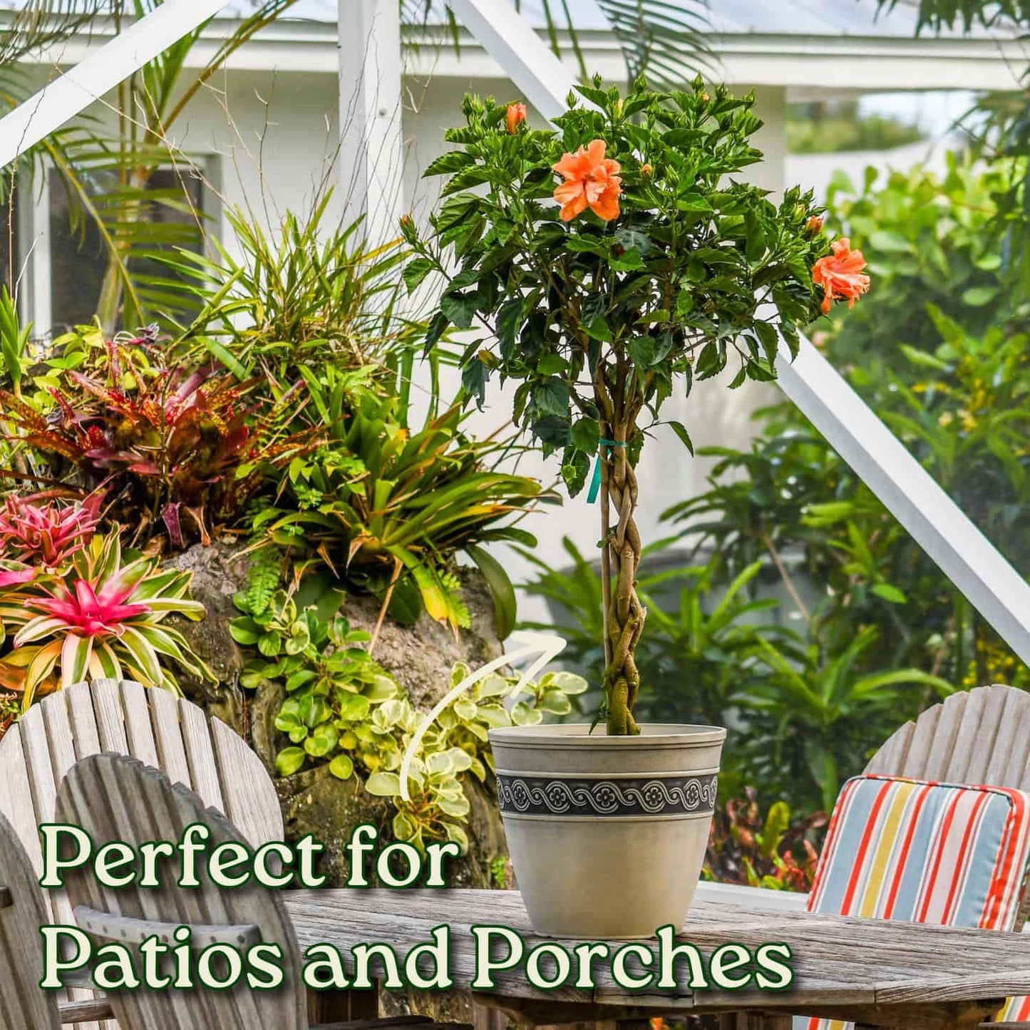Braided Live Hibiscus Tree - Double Peach Flower - Tropical Plants of Florida - Overall Height 38" to 44" (Plant Only)