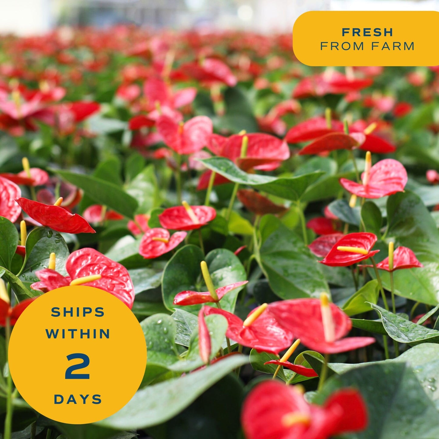Costa Farms Anthurium, Flamingo Flower Live Plant in Decorative Pot, Air Purifying Flowering Indoor Houseplant, Home, Room, or Office Decor, House Warming or Birthday Gift, 10-14 Inches Tall