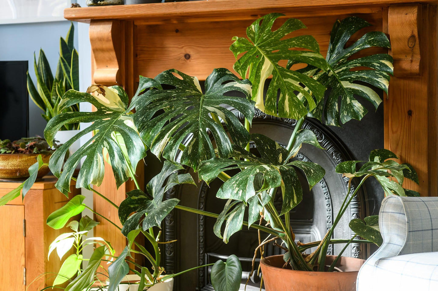 100 Pcs Fresh Monstera Plant Seeds,Exotic Tropical Foliage for Indoor and Outdoor Planting