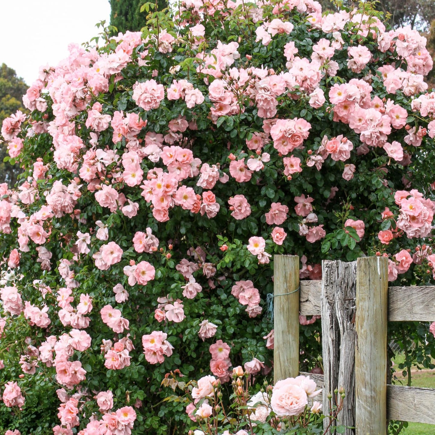 Climbing Roses Live Plants, Fragrant Climber Rose for Garden, 4 to 10 Inches Tall, Hybrid Tea Roses Bushes, Establish Root, Cut Back (Light Pink Rose)