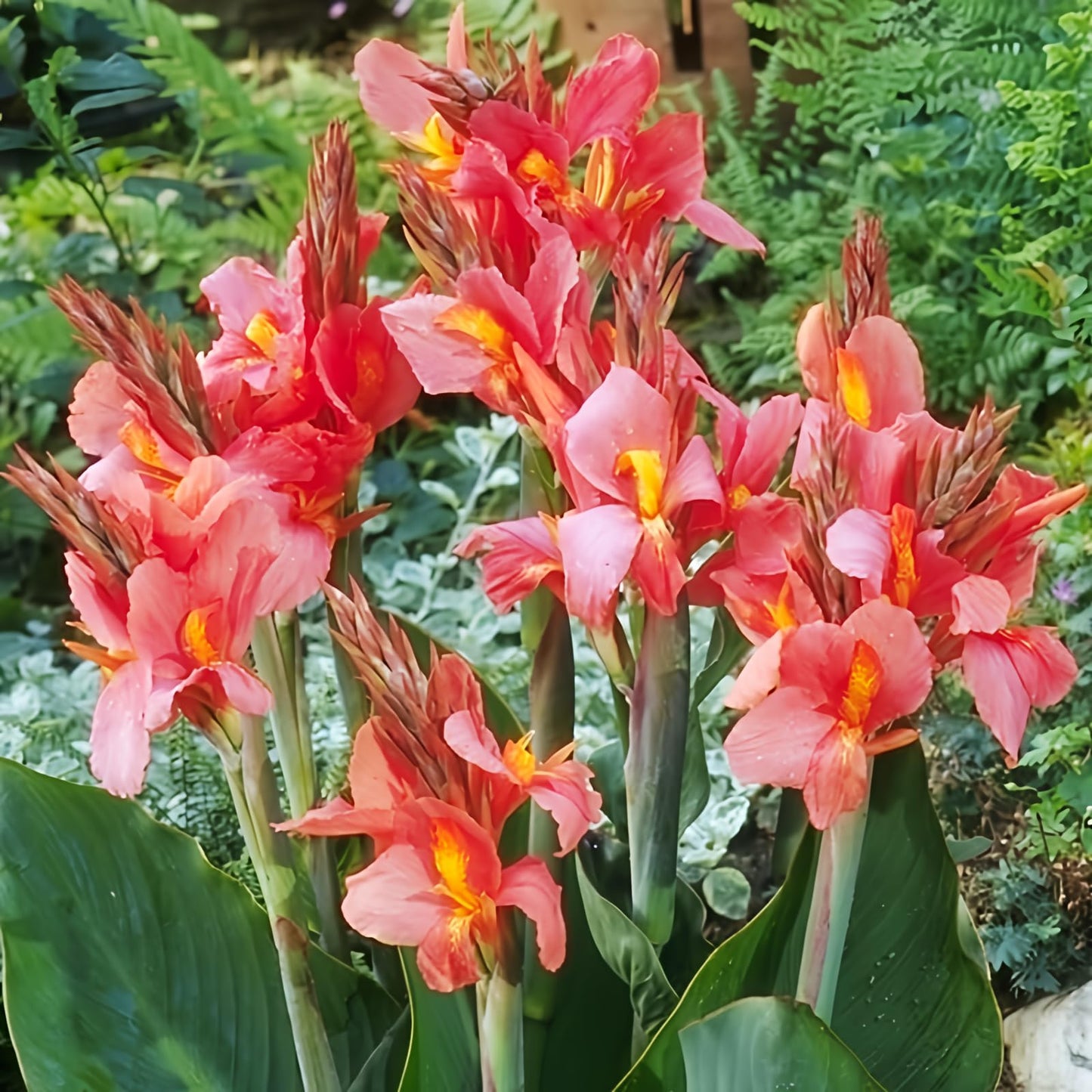 City of Portland - Tall Canna Flower Bulbs - 3 Bulbs per Pack - Attracts Butterflies and Hummingbirds - Deer Resistant - Grows Well in Containers - Easy to Grow Live Plants - Outdoor Garden