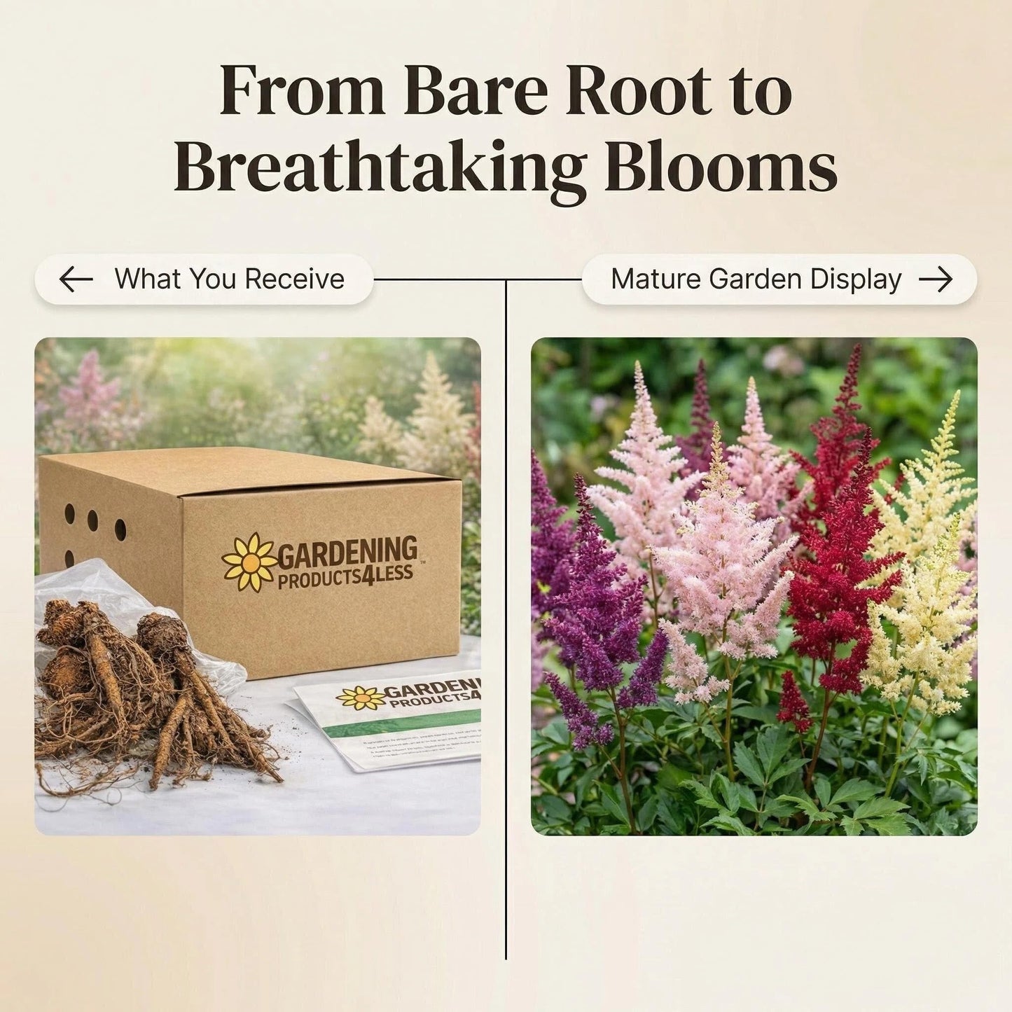 Giant Plume Assorted Astilbe Flowers - 3, 6, or 9 Bulbs -Attracts Butterflies, Bees & Hummingbirds - Great Gardening Gift (6 Bulbs)
