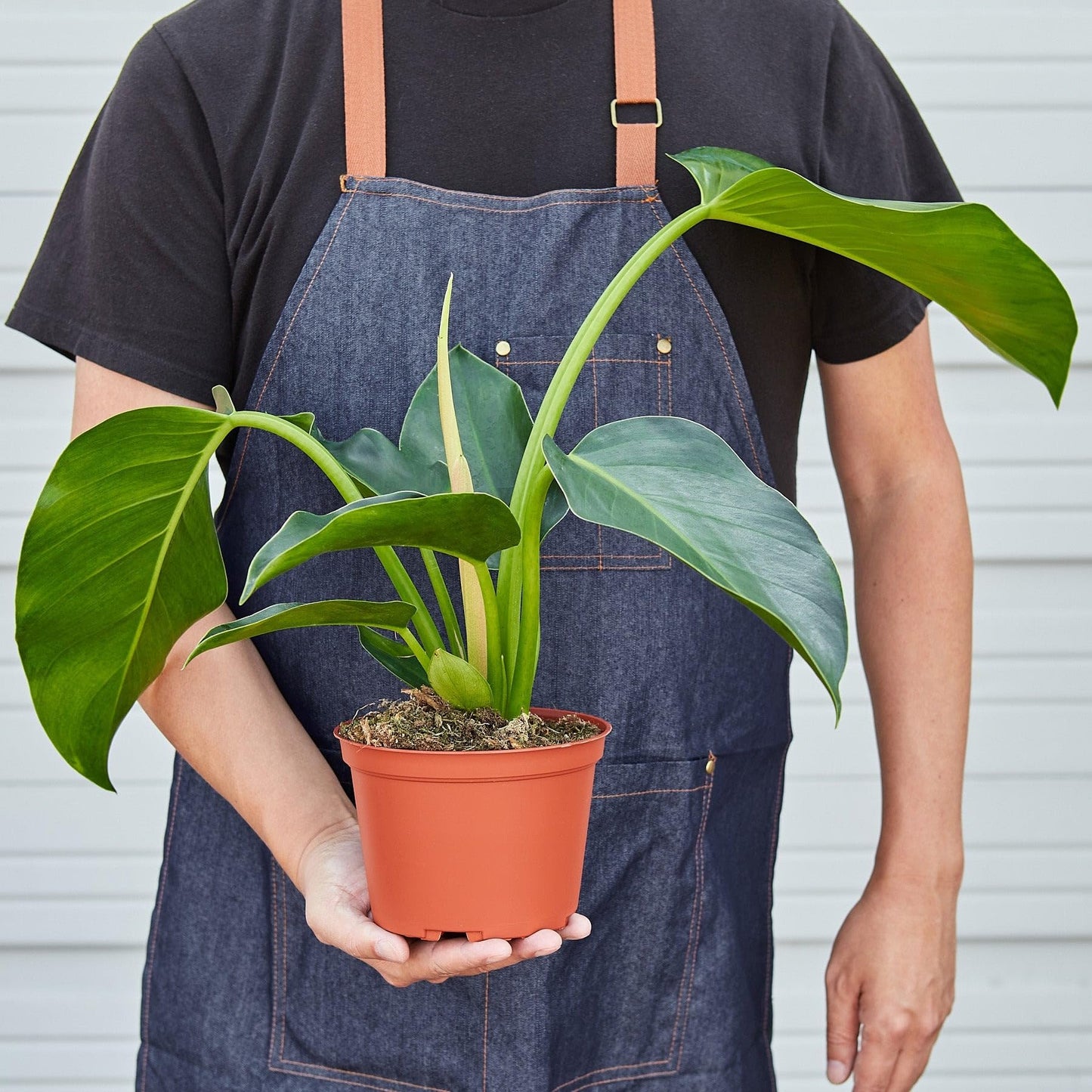 Philodendron 'Congo Green' | Live Plant for Indoor & Outdoor | for Living Room, Office, Bathroom | (6" Pot)