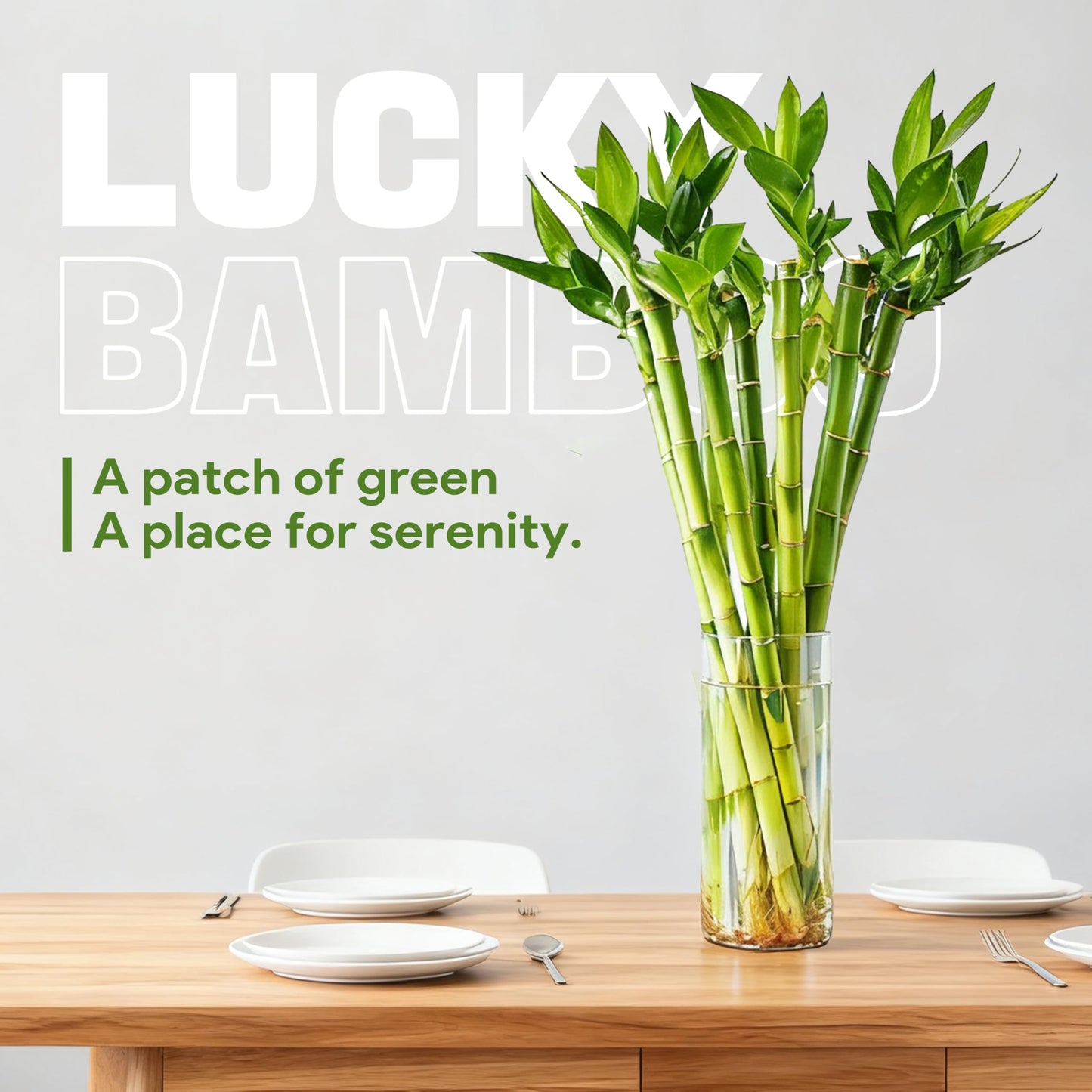 Yagaliga Lucky Bamboo 10 Stalks 18″ Live Indoor Plant Set – Perfect for Low-Light Spaces (Glass Container Not Included)
