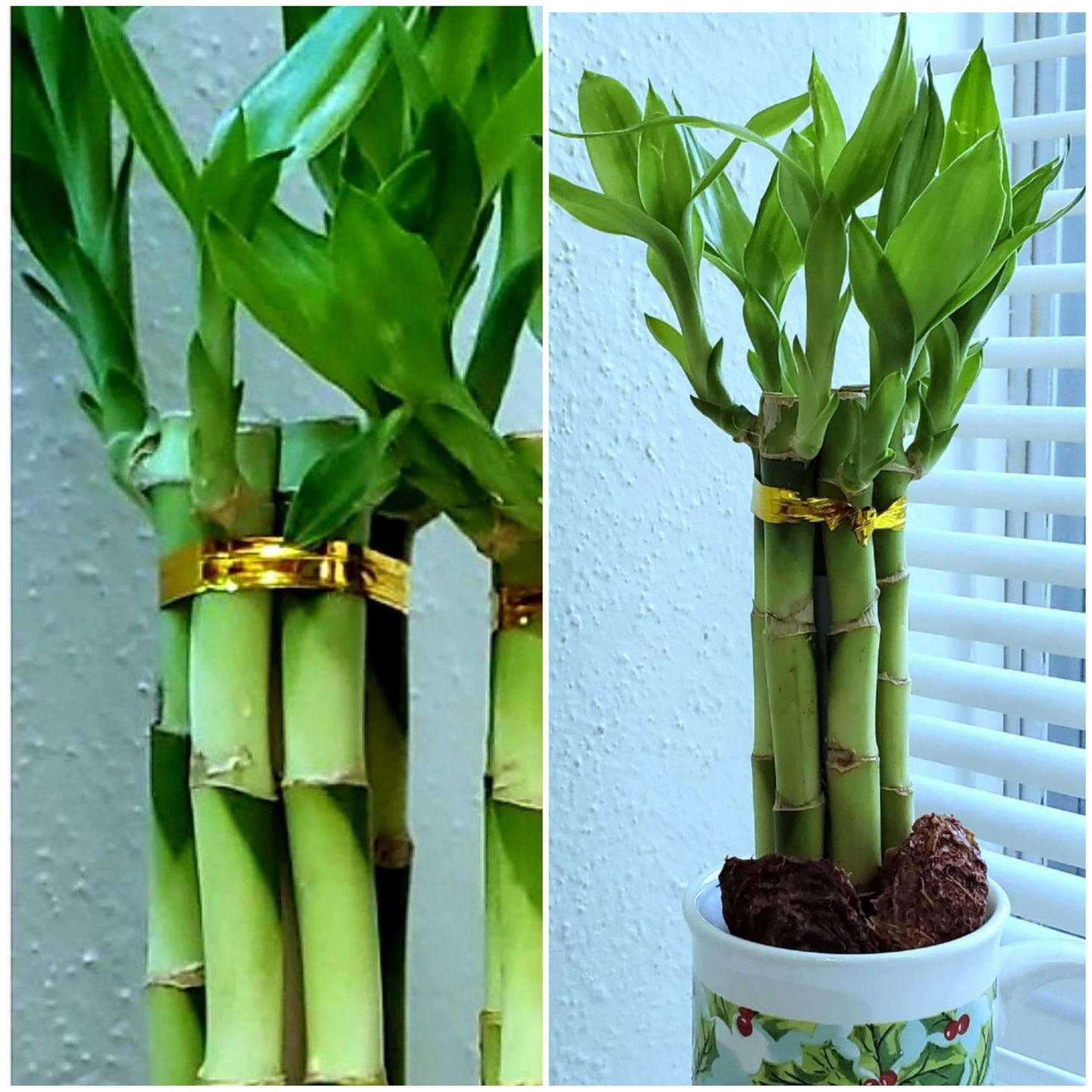 8 inches Lucky Bamboo 6 Healthy Plants, Tied in Gold Wire, Gift, Feng Shui, Indoor Plant, Bring Good Luck to Your Home, Perennial, Just add Purified Water