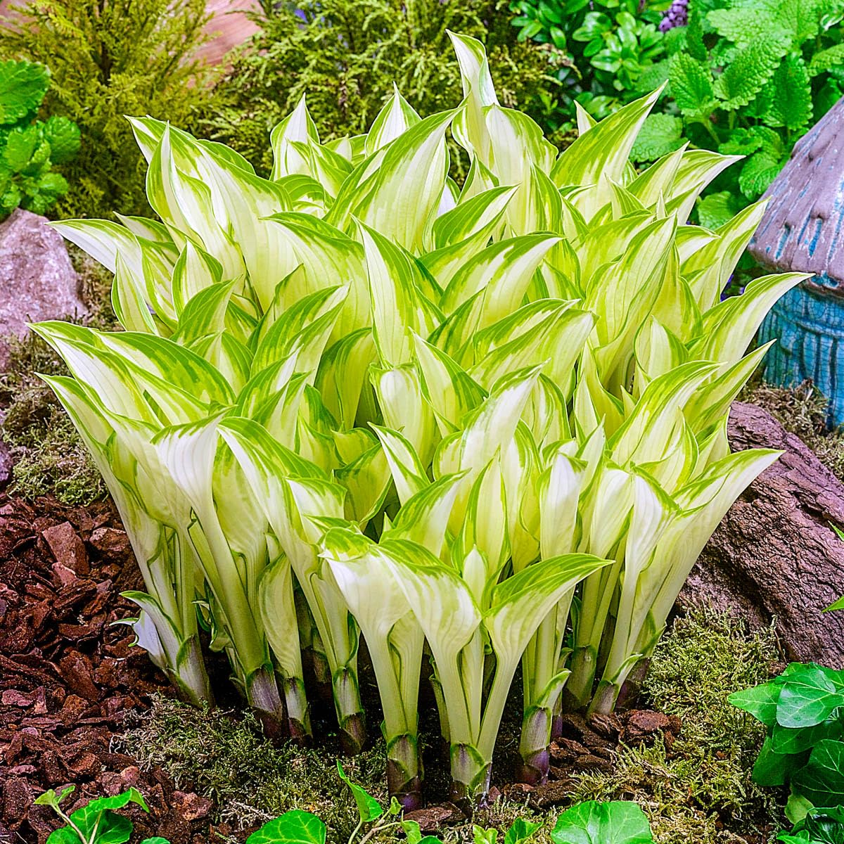 GARDENS ALIVE - Kiwi Spearmint Hosta Dormant Bare Root Perennial Starter Plant Roots, 3 Plants per Offer