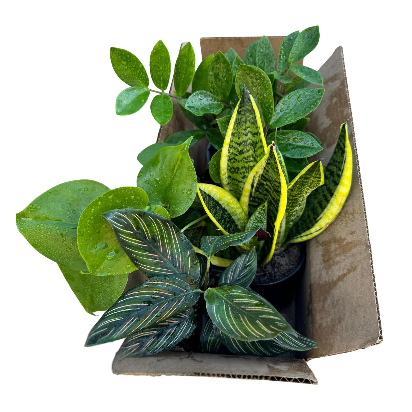 PLANTVERS Set of 4 Assorted Indoor Plants in 4" Grow Pots – Live Houseplants – Easy Care Houseplants - Low Light & Air Purifying Decorative Plants