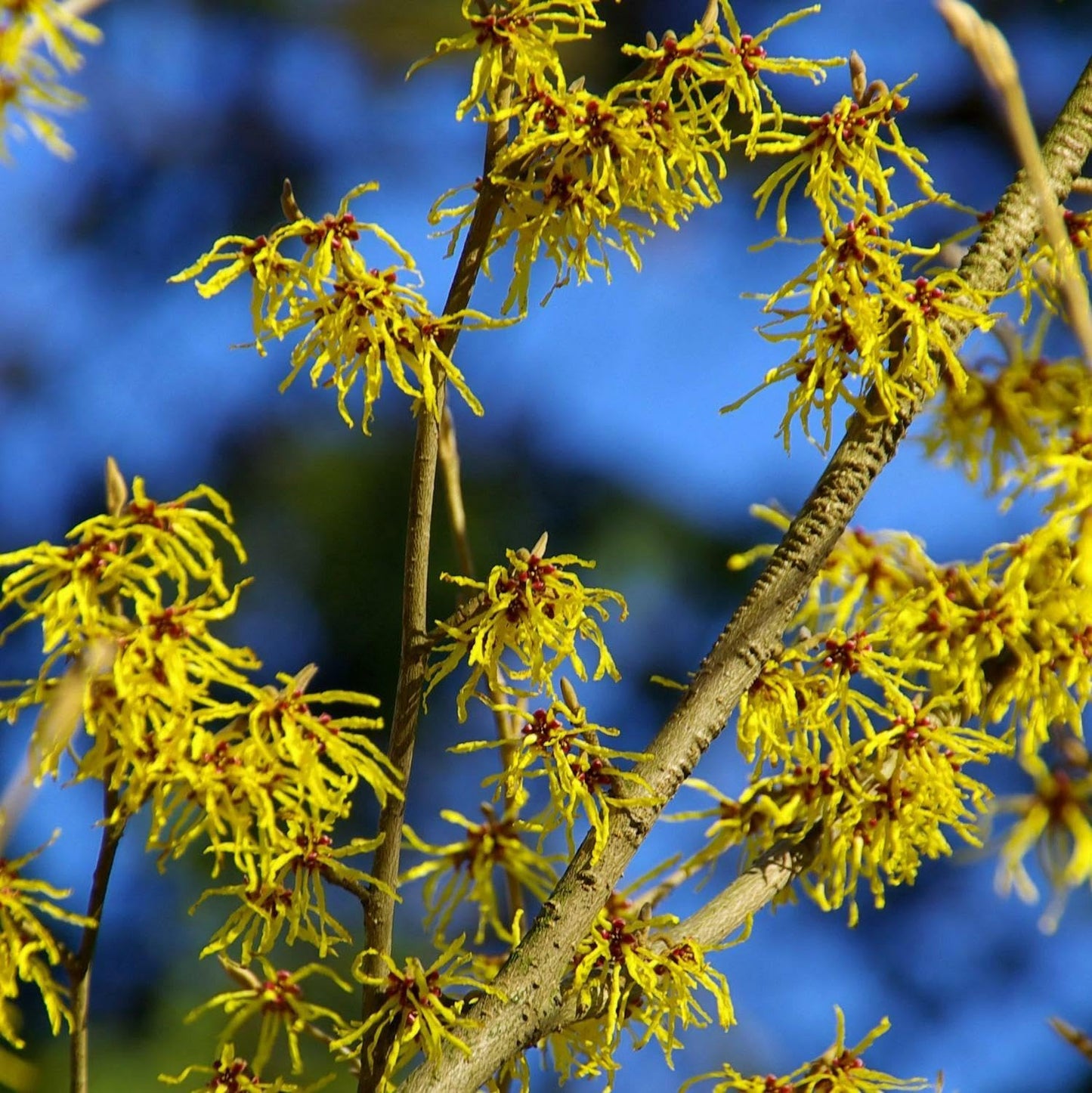 Live Plant - 2 Witch Hazel Shrubs - 8-12" Tall - Live Plants - 4" Pots - Hamamelis virginiana