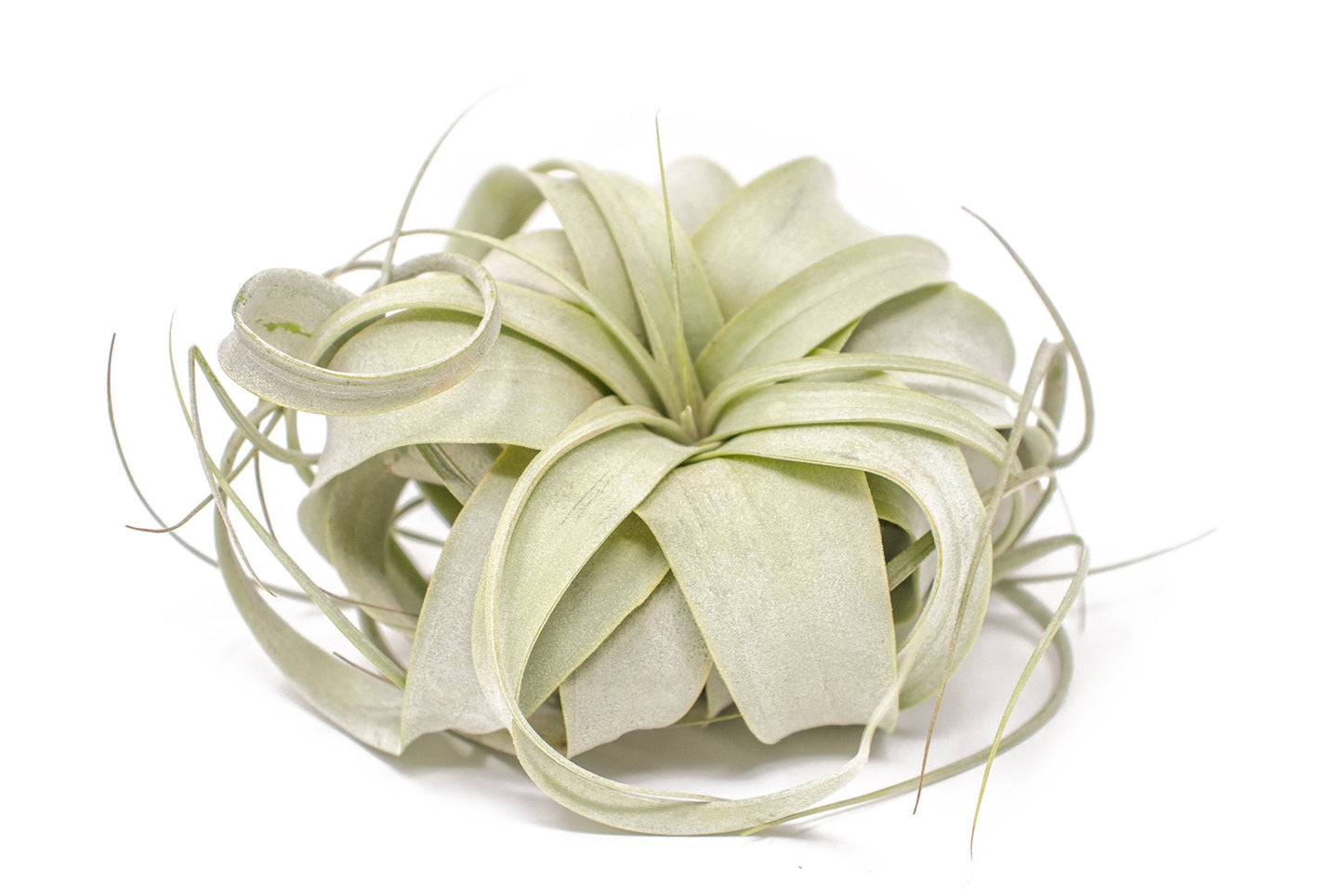 Tillandsia Xerographica Air Plant Set (3 Pack), Tillandsia Air Plants Live Large Indoor Plants Live Houseplants, Exotic Plants for Succulent Terrarium, Succulents Plants Live Plants by Plants for Pets