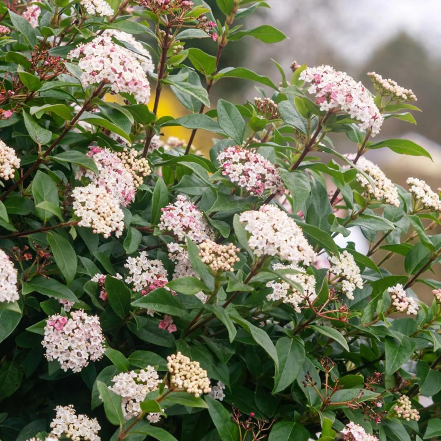 Viburnum Bush Plant Potted, Hardy Flowering Shrub, Rare Viburnum Plant for Outdoor Garden, Landscape, or Hedge, 4-6 Inches (Pink Viburnum)