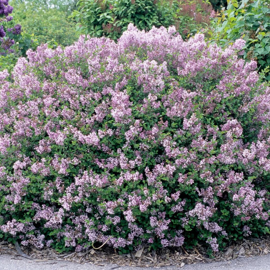 2 Kim Lilac Bushes Trees Live Plants 8-12 Inches Tall, Well Rooted in Quart Pot, Fragrant Spring Flowering Outdoor Plant (Light Pink Lilac Shrub)