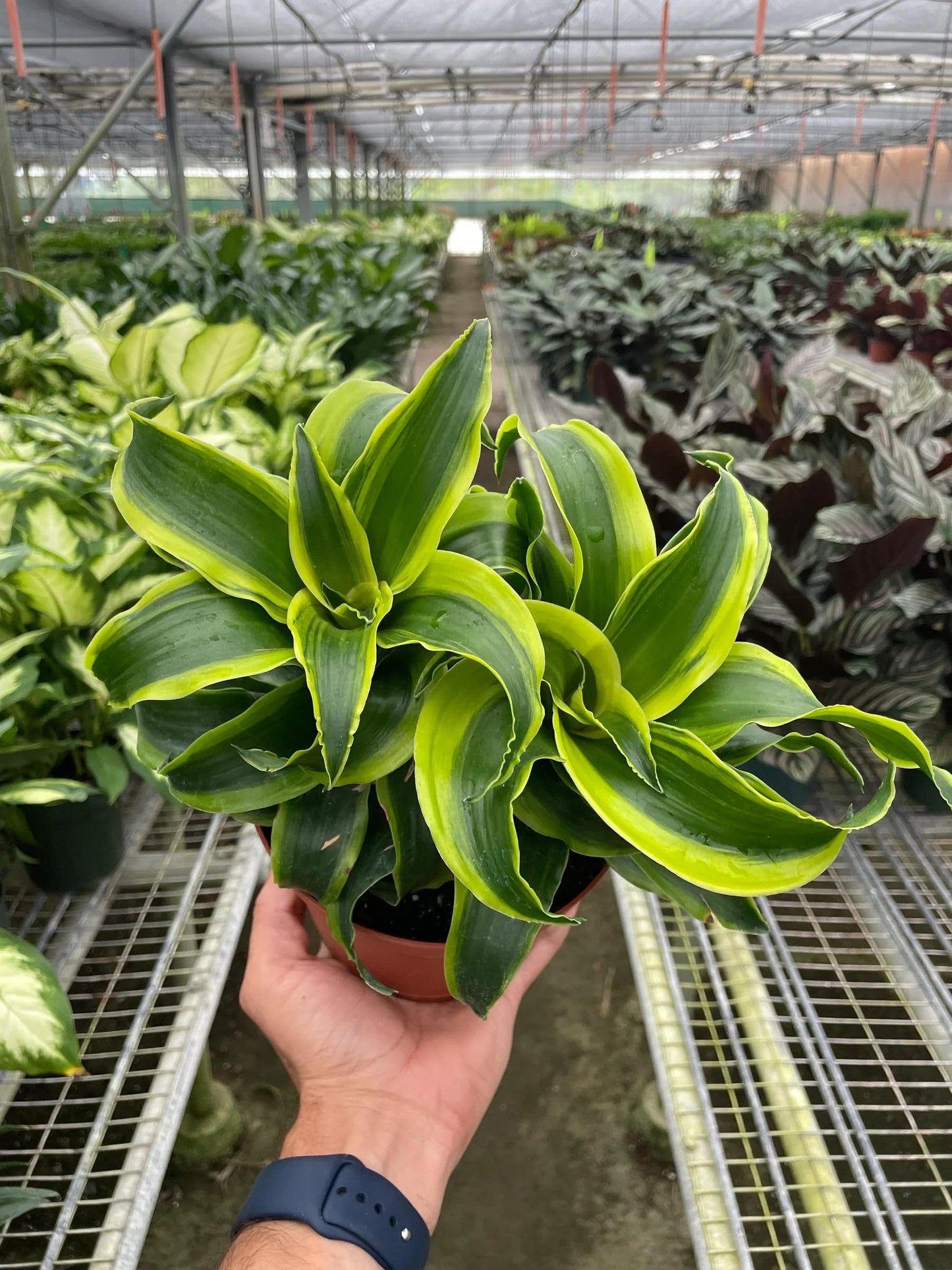 Dracaena 'Tornado' in 6in Pot - Live Plants Tropical Houseplants | Variegated | USA Growers | The Snobby Leaf