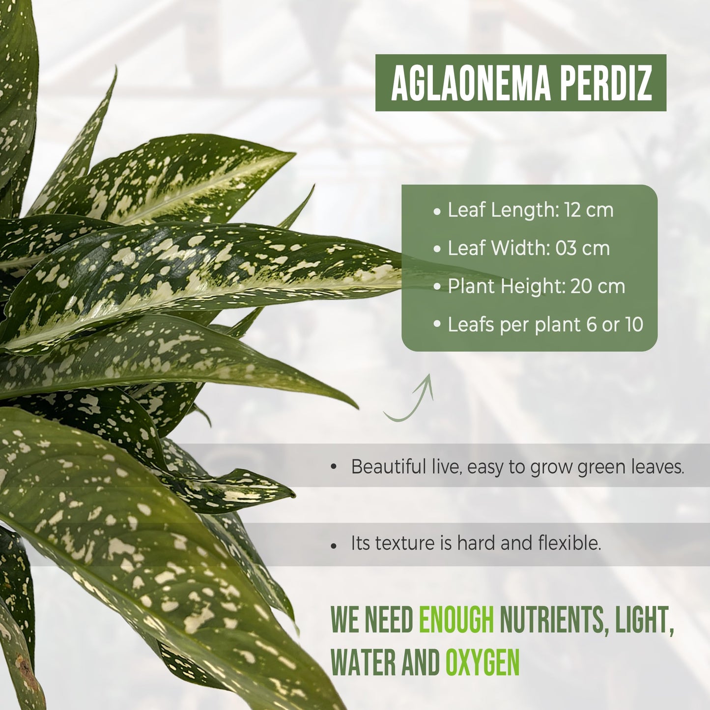 LEAL PLANTS ECUADOR Aglaonema Perdiz| Vibrant Chinese Evergreen | Easy-Care Indoor Plants | Lush Tropical Décor | Air-Purifying Houseplants | Ideal for Bright Spaces