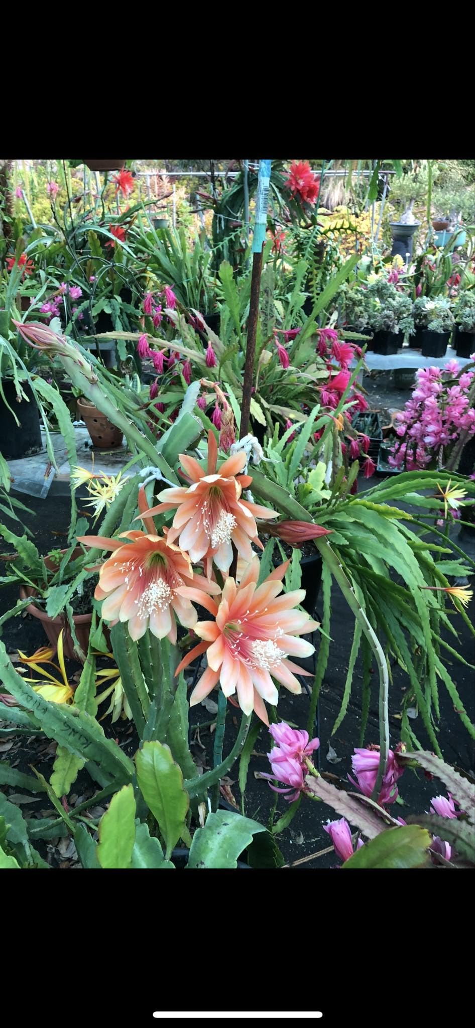 Organically Grown Fresh Stem Cuttings of Epiphyllum Orchid Cactus King Midas - Salmon Colors - Cutting About 8" ~ 10" Long with Printed Instructions