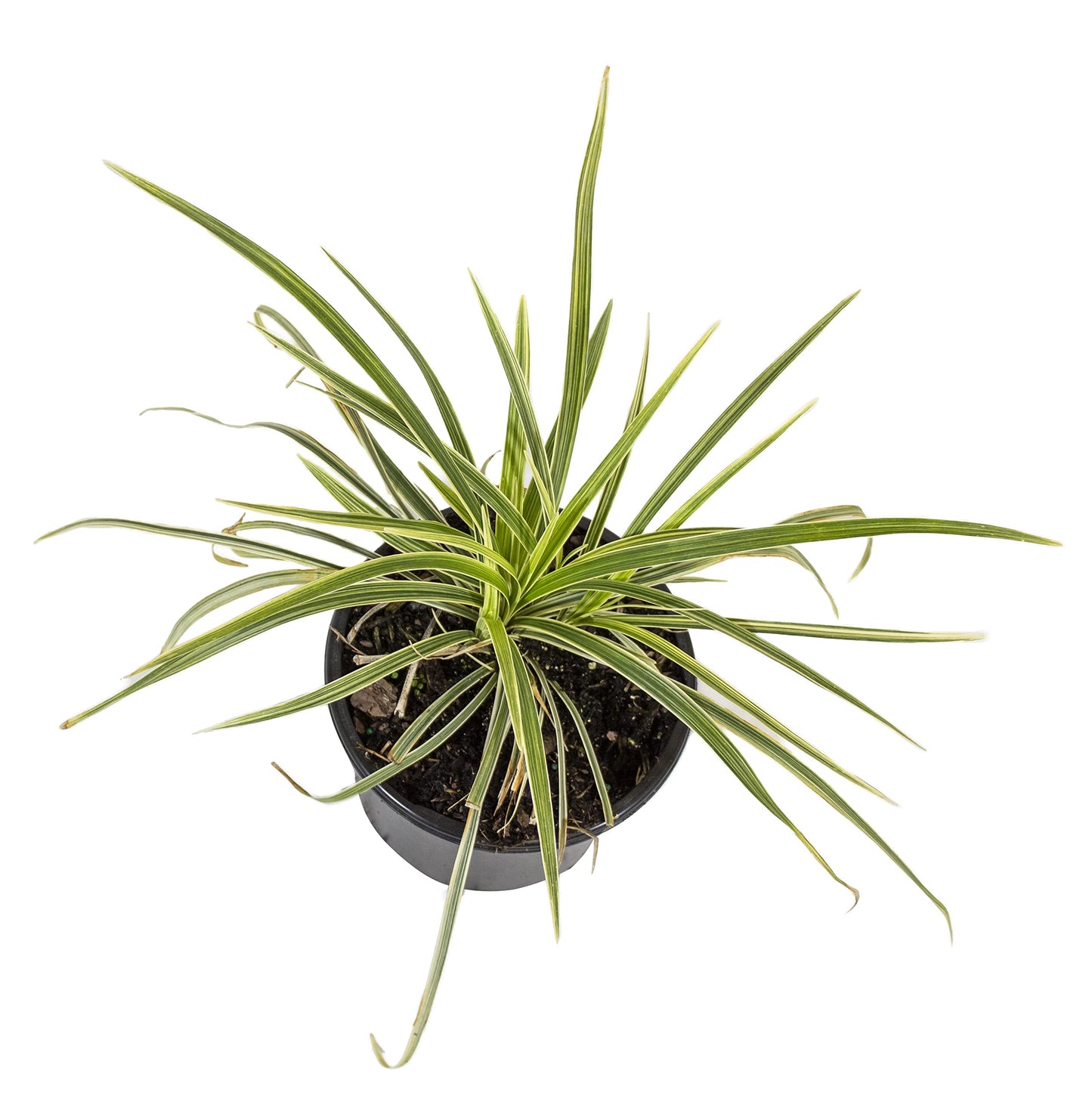 Aztec Grass Liriope Muscari, Outdoor Plants Live Ornamental Grass Plants Live Plants, Evergreen Garden Decor, Landscape Edging Liriope Plants, Flowering Plant Blooms Purple Flowers by Plants for Pets