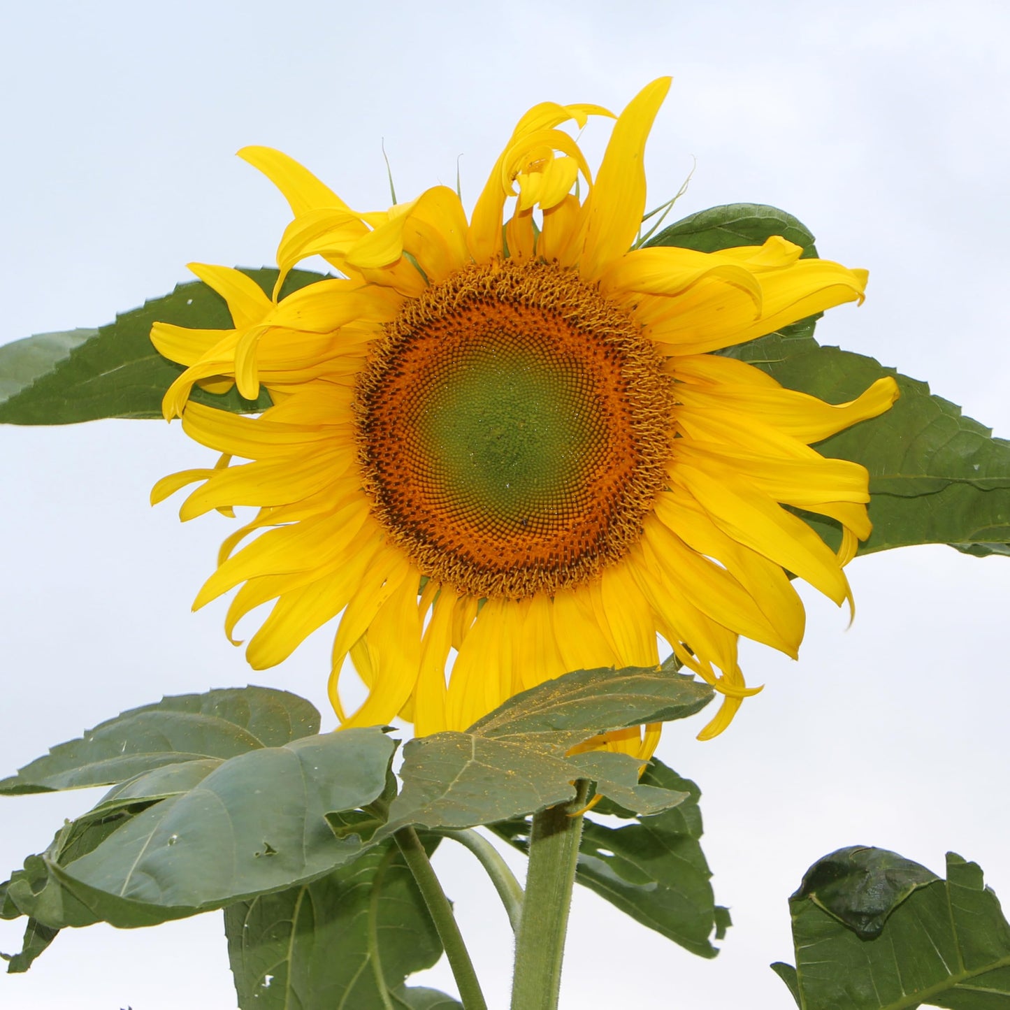 Mongolian Giant | Organic 1 oz Seed Packet | Large Cutting Sunflower | Attracts Pollinators | Heirloom, Non-GMO, Organic Sunflower Seeds