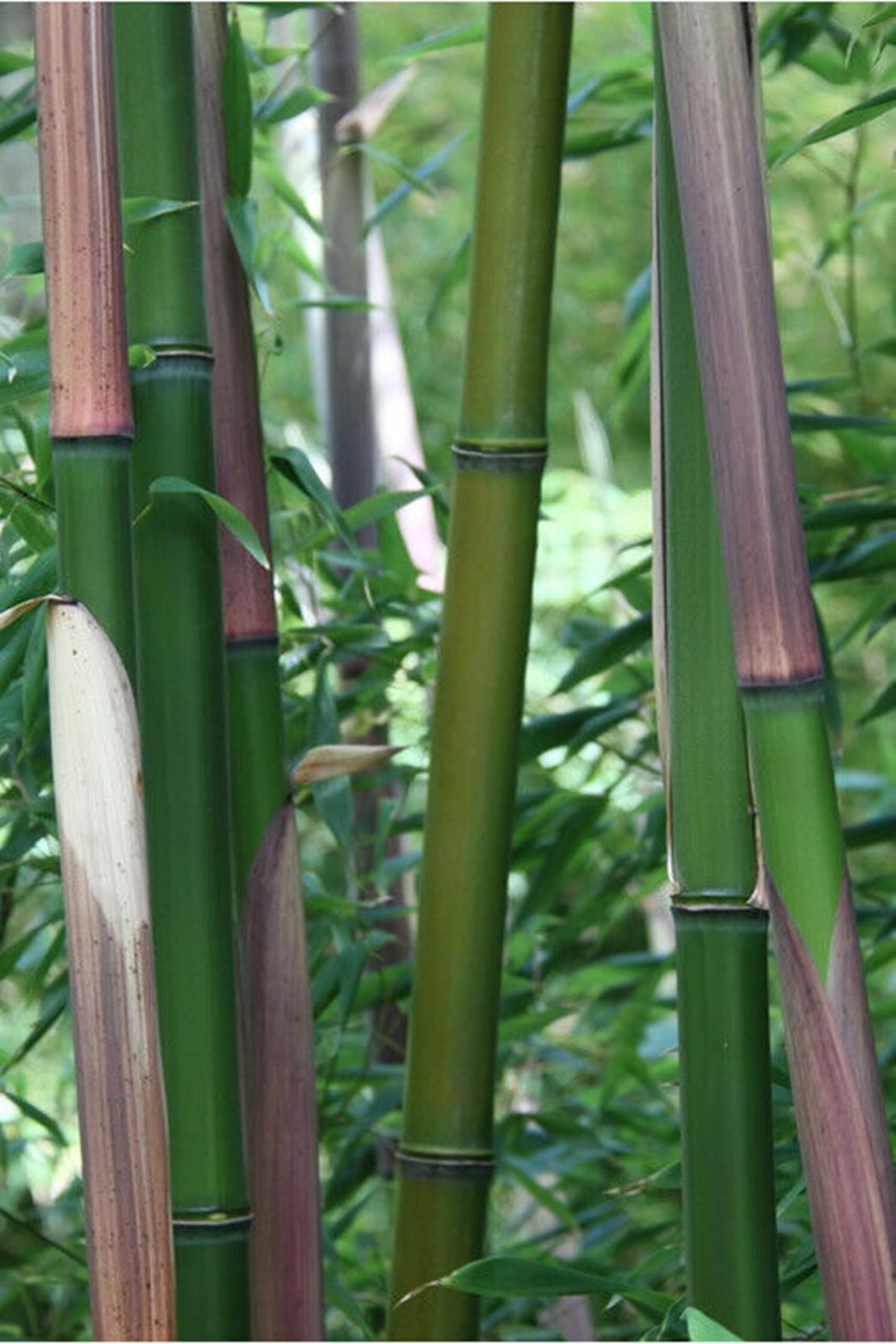 50 Red Margin Bamboo Seeds Perennial Ornamental Seed Privacy