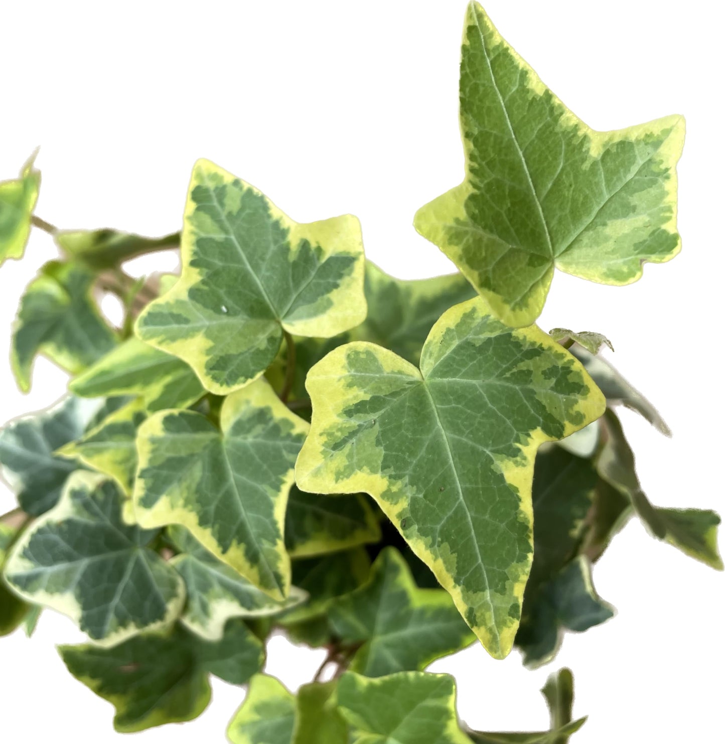 English Ivy Gold Child - Vibrant Variegated Ground Cover Plant - Live English Ivy Plant - Live Variegated English iIy - Available in 3", 4", and 6" Pot - CA Seller (4" Pot)